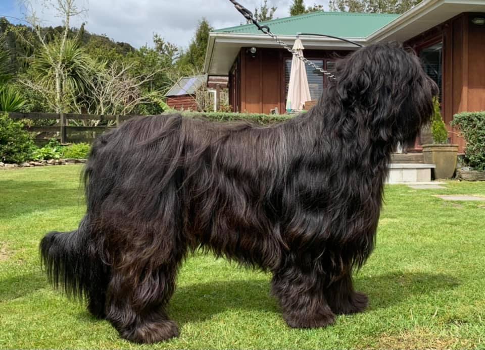 Briard puppy for sale by GAVIN