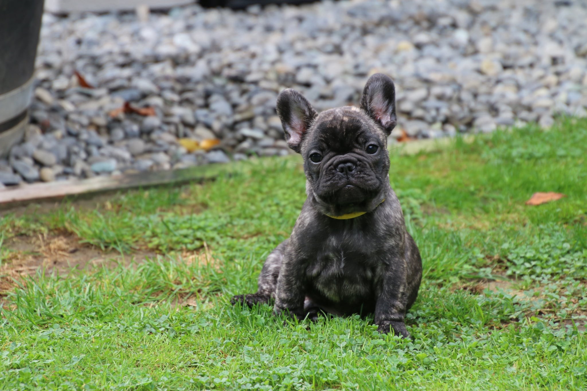 French Bulldog puppy for sale by LOUIS2014