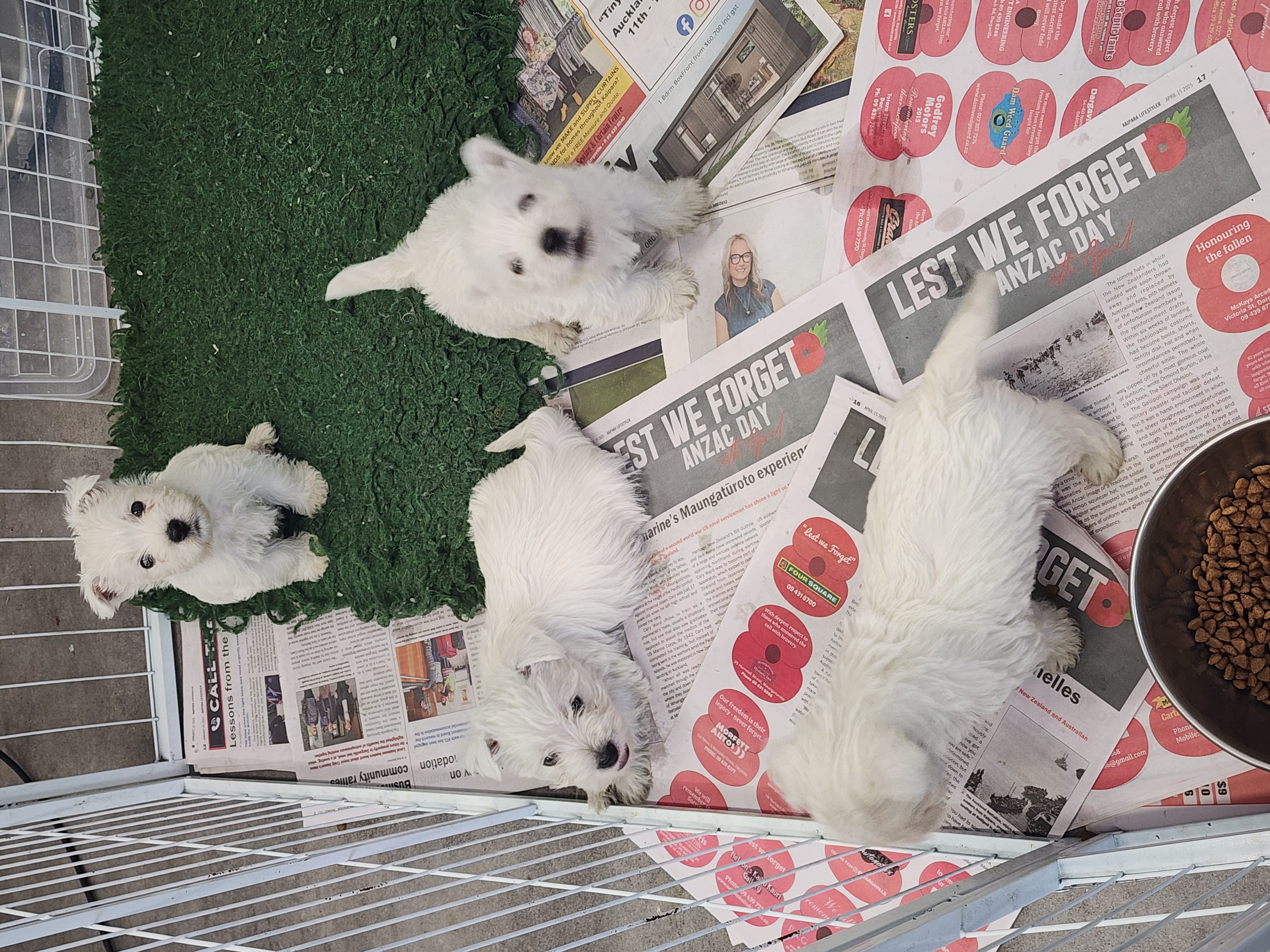 West Highland White Terrier puppy for sale by OASIS