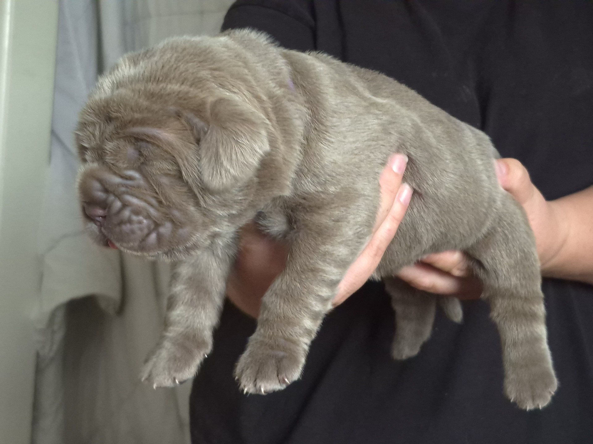Neapolitan Mastiff puppy for sale by ONGUARD