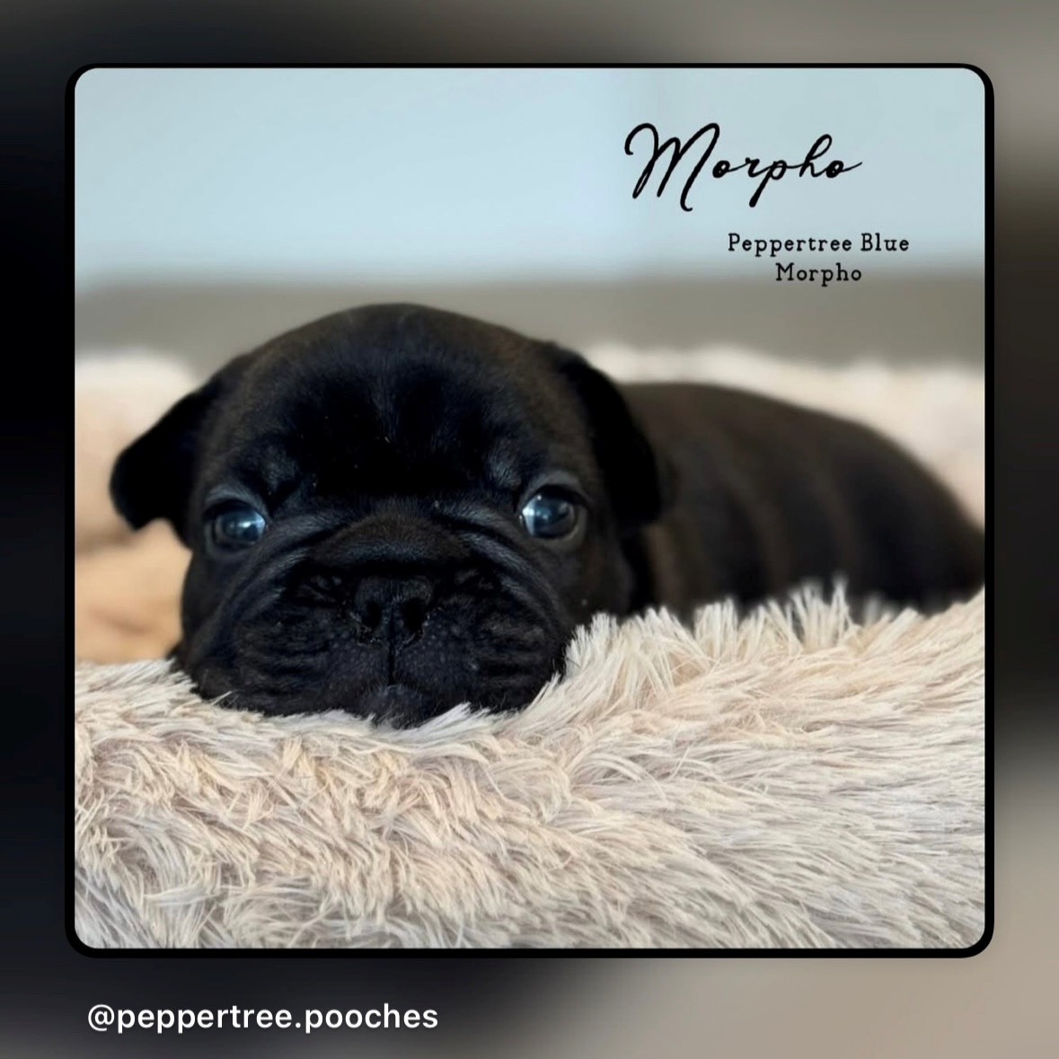 French Bulldog puppy for sale by PEPPERTREE