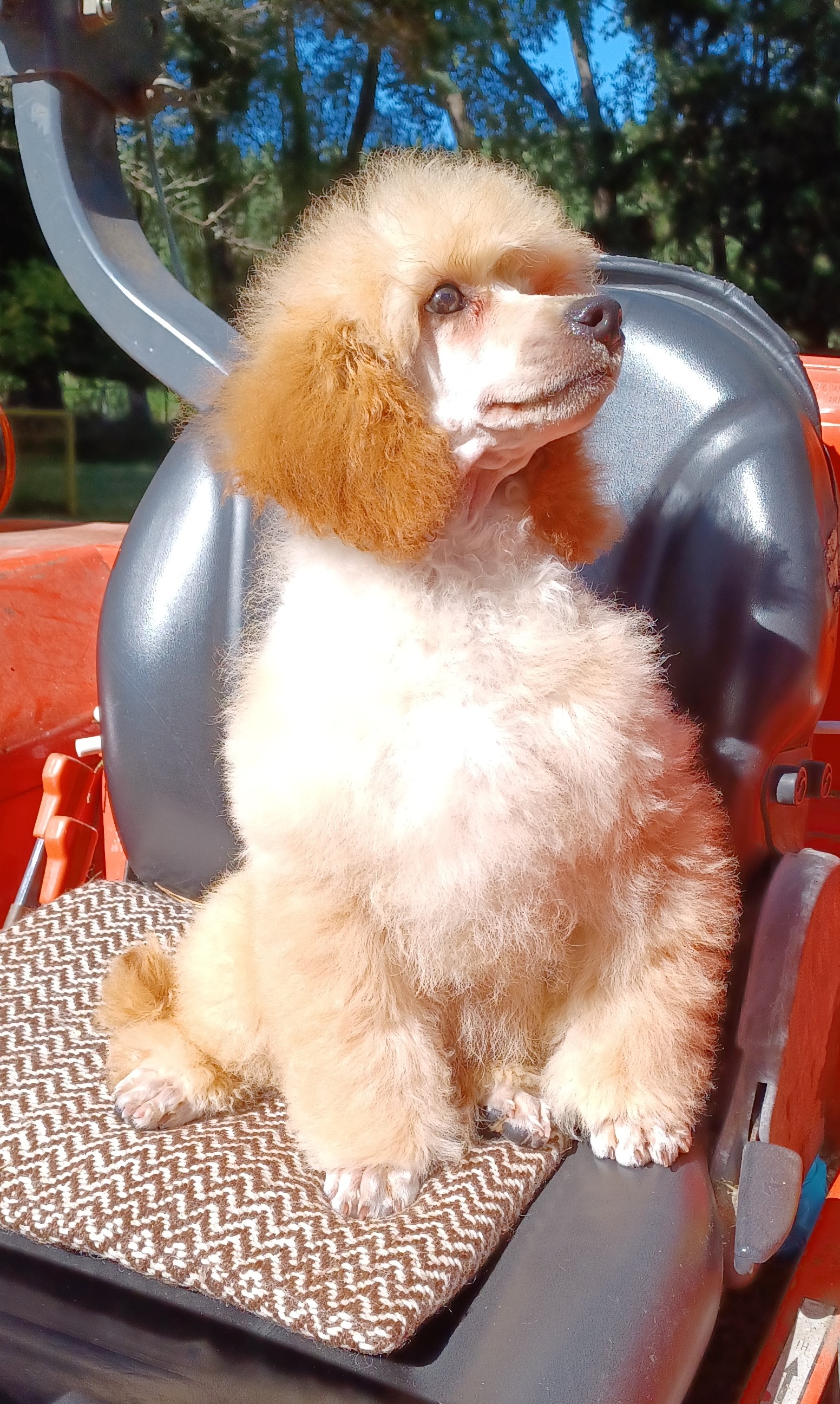 Poodle (Miniature) puppy for sale by WHITOUT