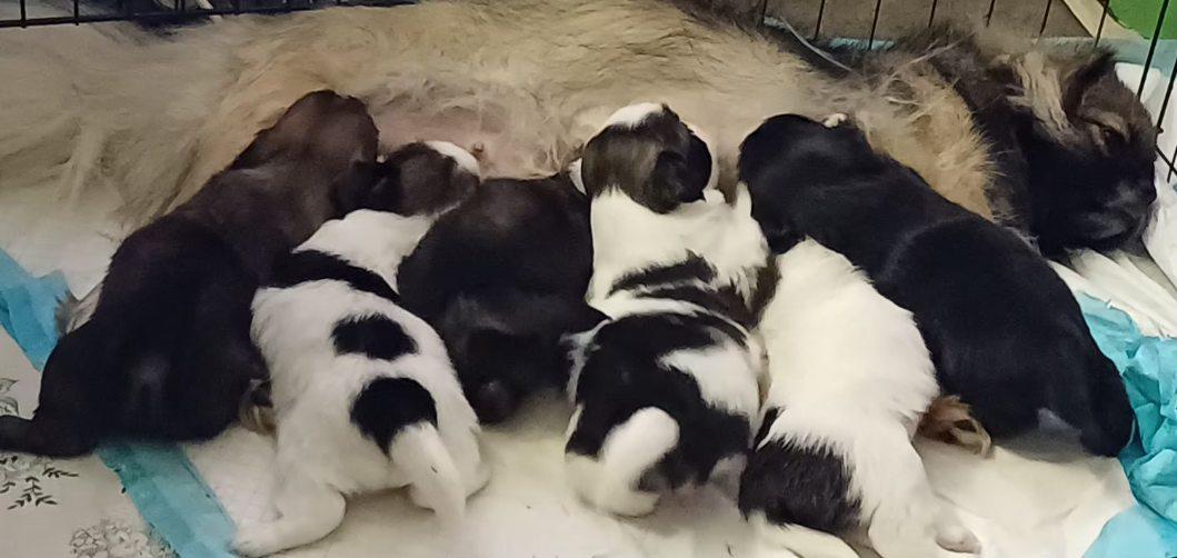 Tibetan Spaniel puppy for sale by WILLOWBARK