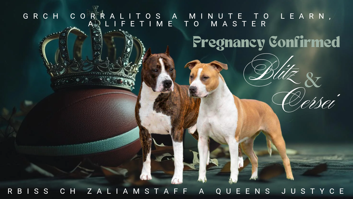 American Staffordshire Terrier puppy for sale by ZALIAMSTAFF