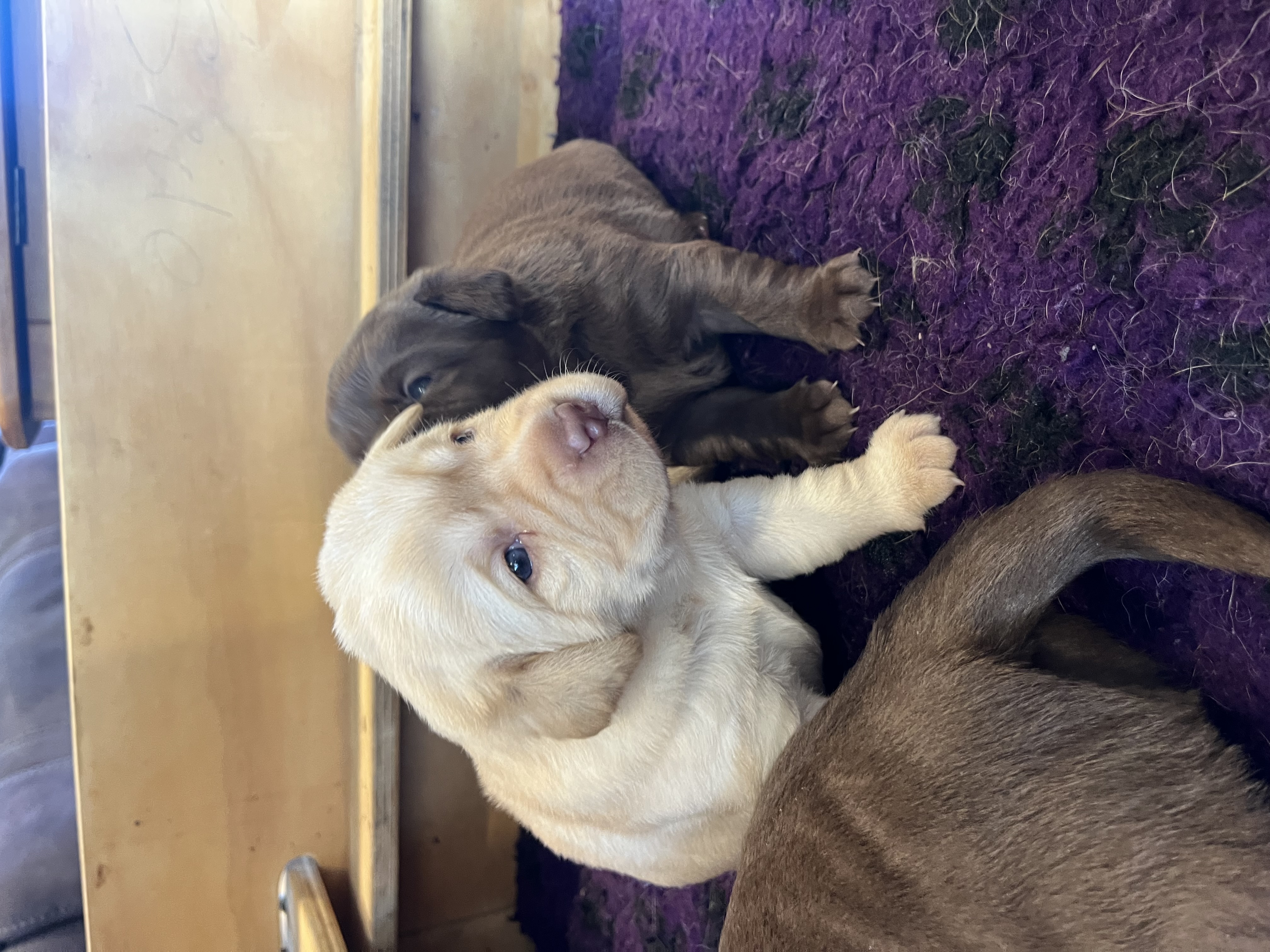 Labrador Retriever puppy for sale by CARRICKVIEW