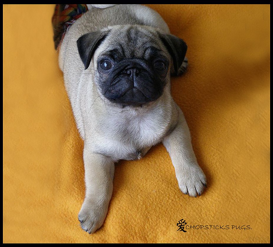 Pug puppy for sale by CHOPSTICKS