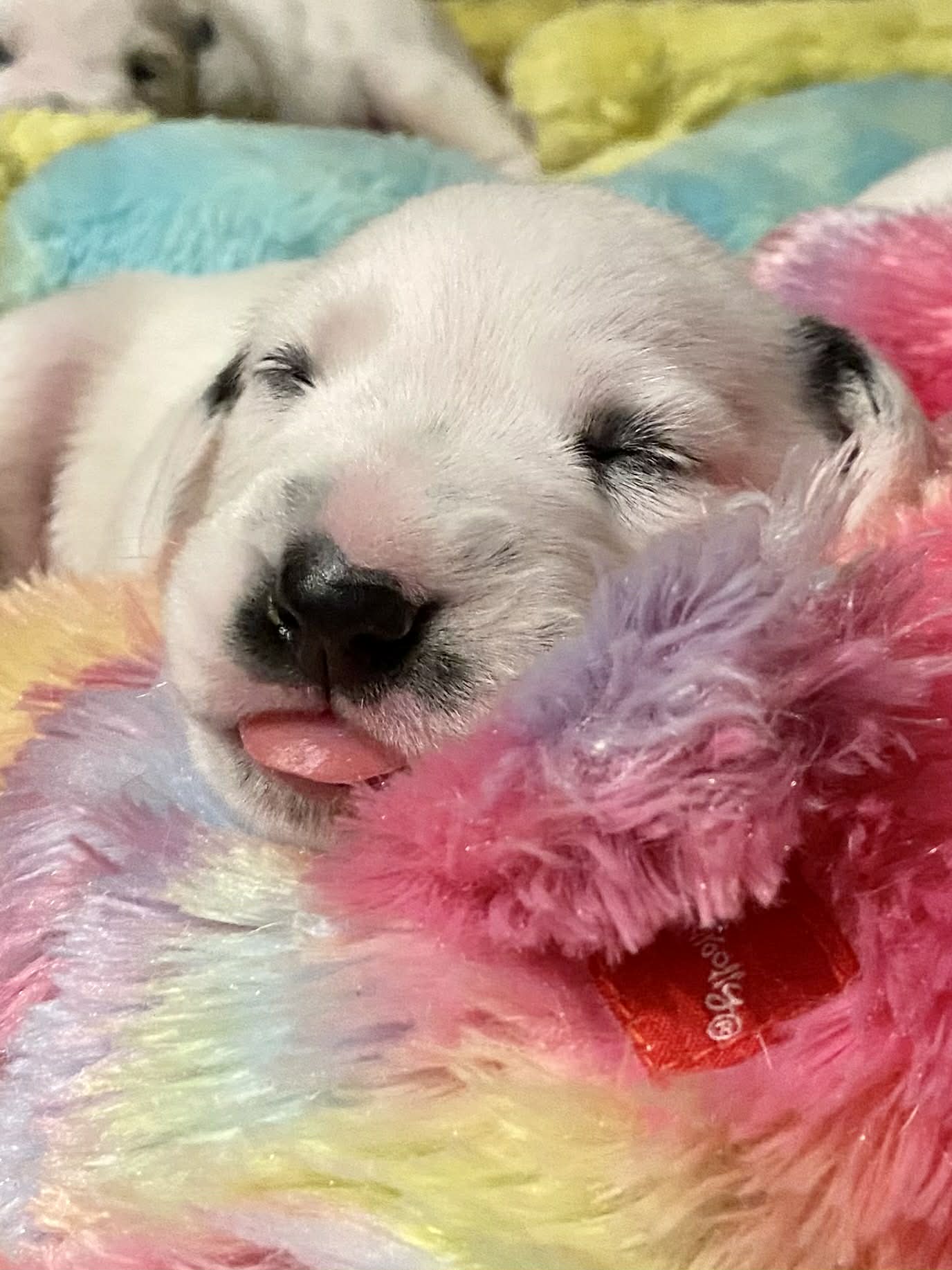 Dalmatian puppy for sale by CRISTABO