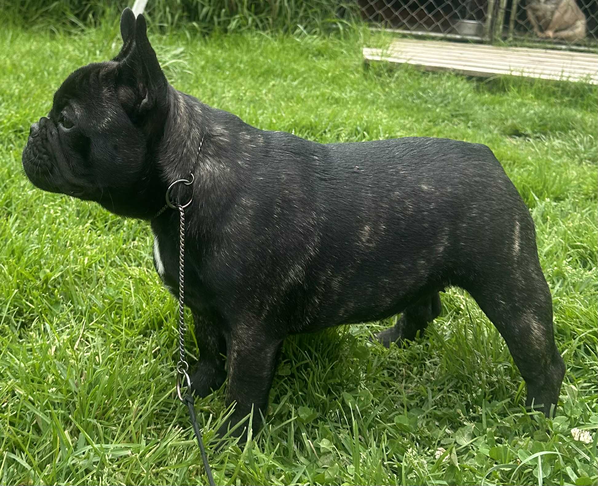 French Bulldog puppy for sale by GESUNDHEIT