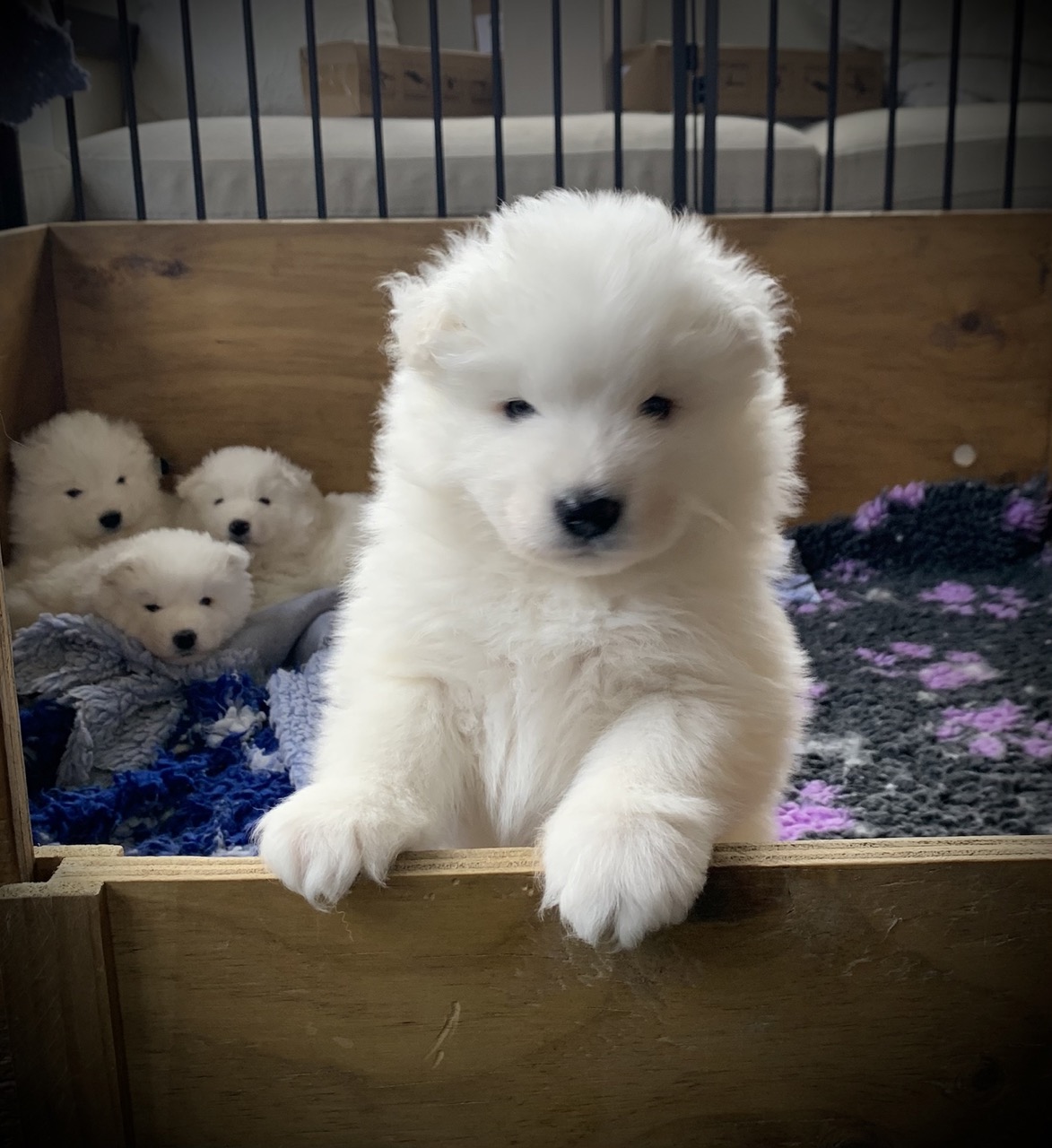 Samoyed puppy for sale by OSCARBI