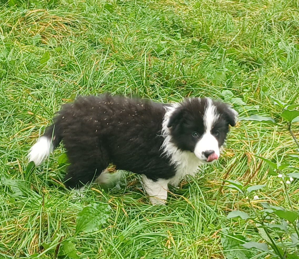 Border Collie puppy for sale by STONEHAVEN