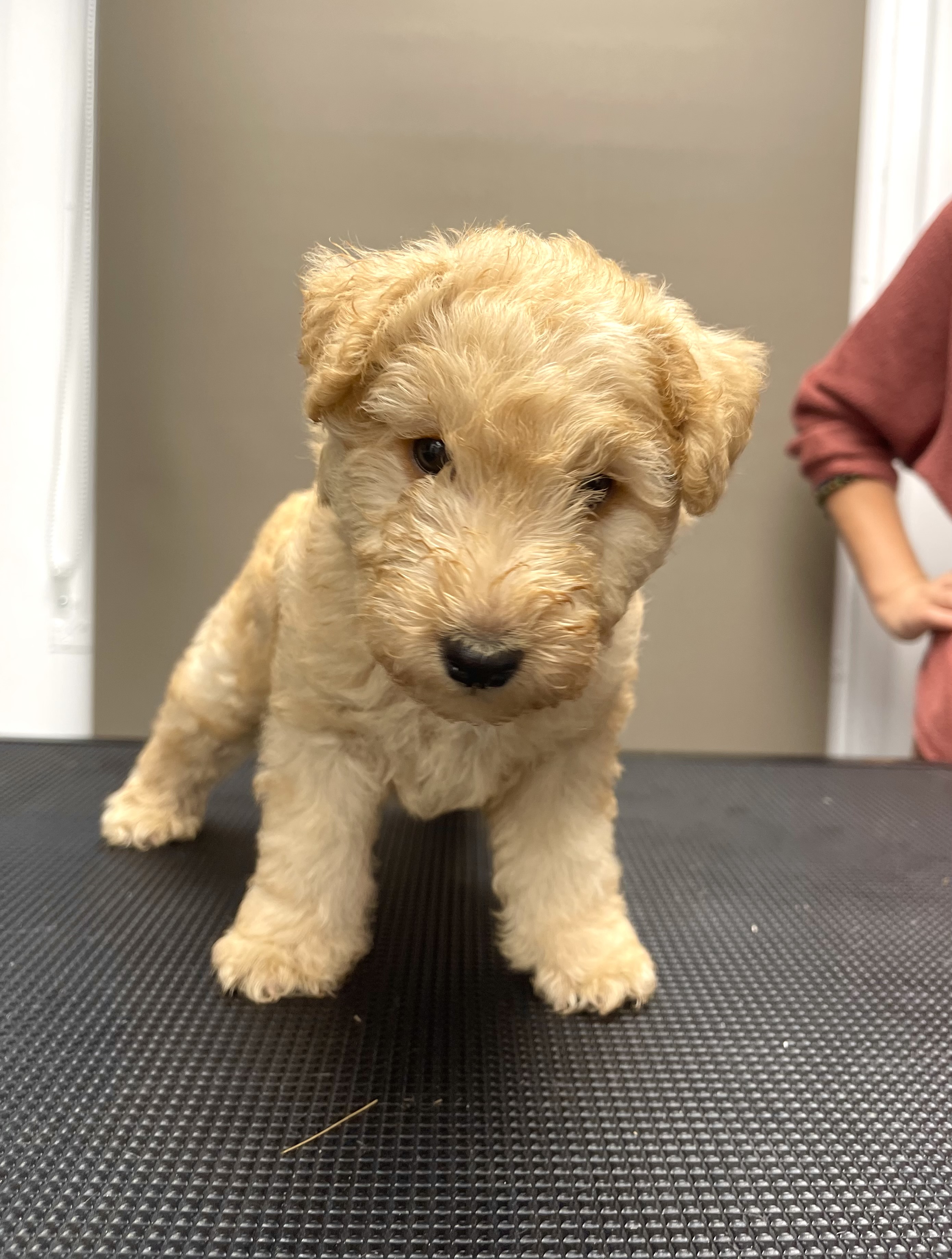 Lakeland Terrier puppy for sale by SUNFOXKENNEL