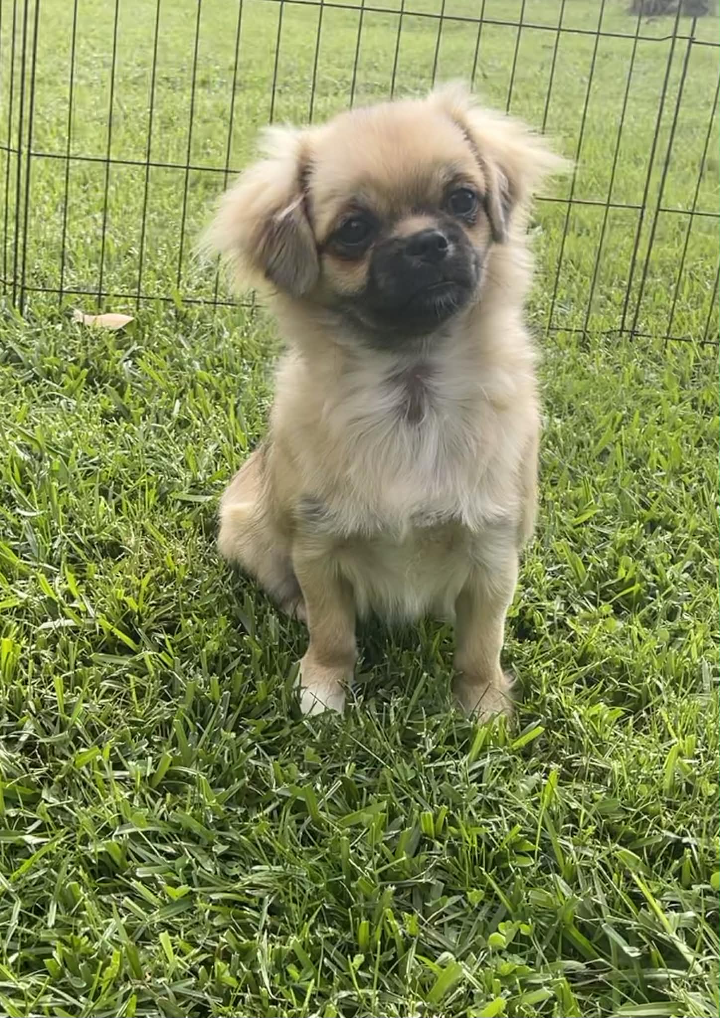 Tibetan Spaniel puppy for sale by TEMPLESHINTO