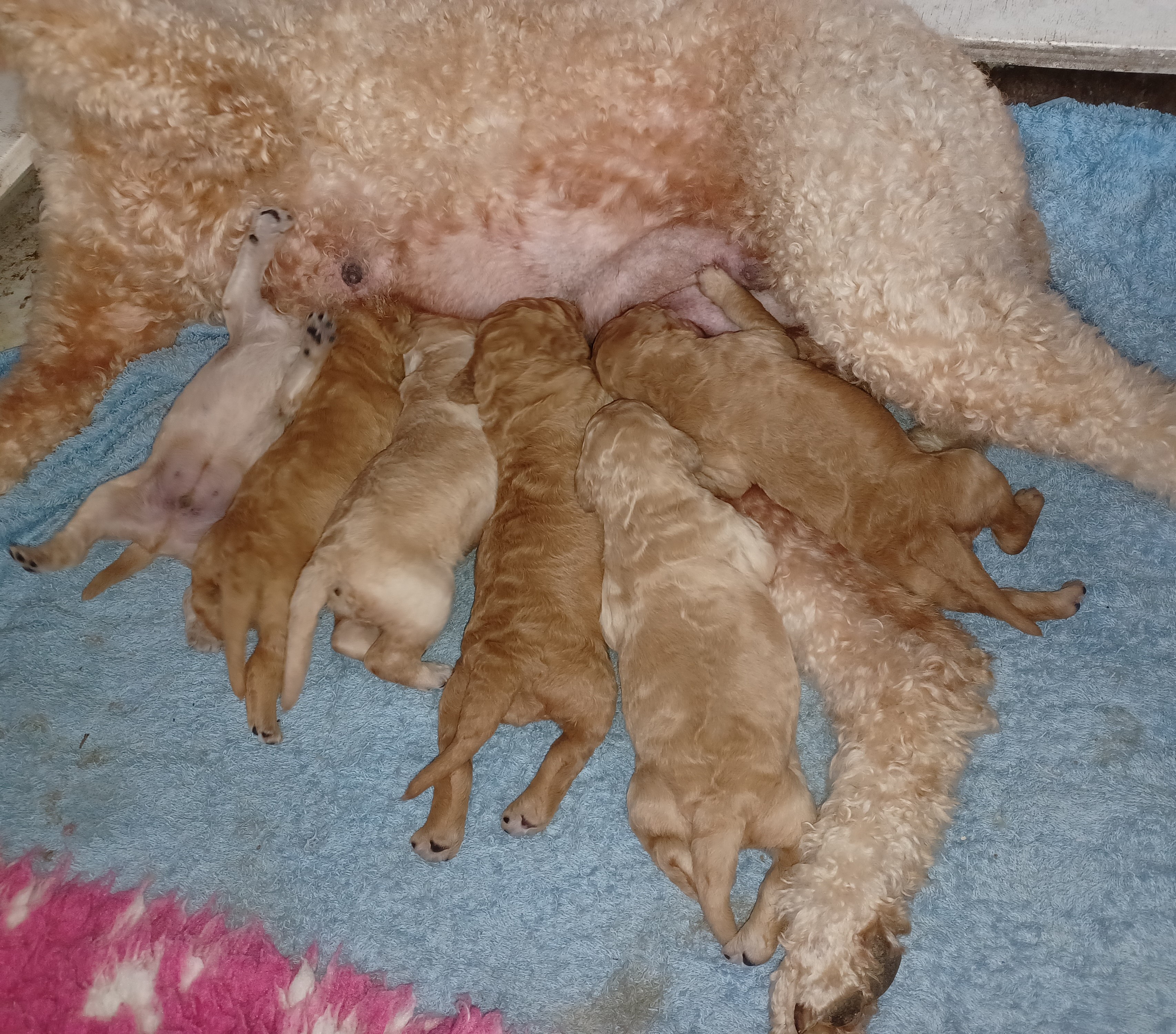 Poodle (Standard) puppy for sale by WHITOUT