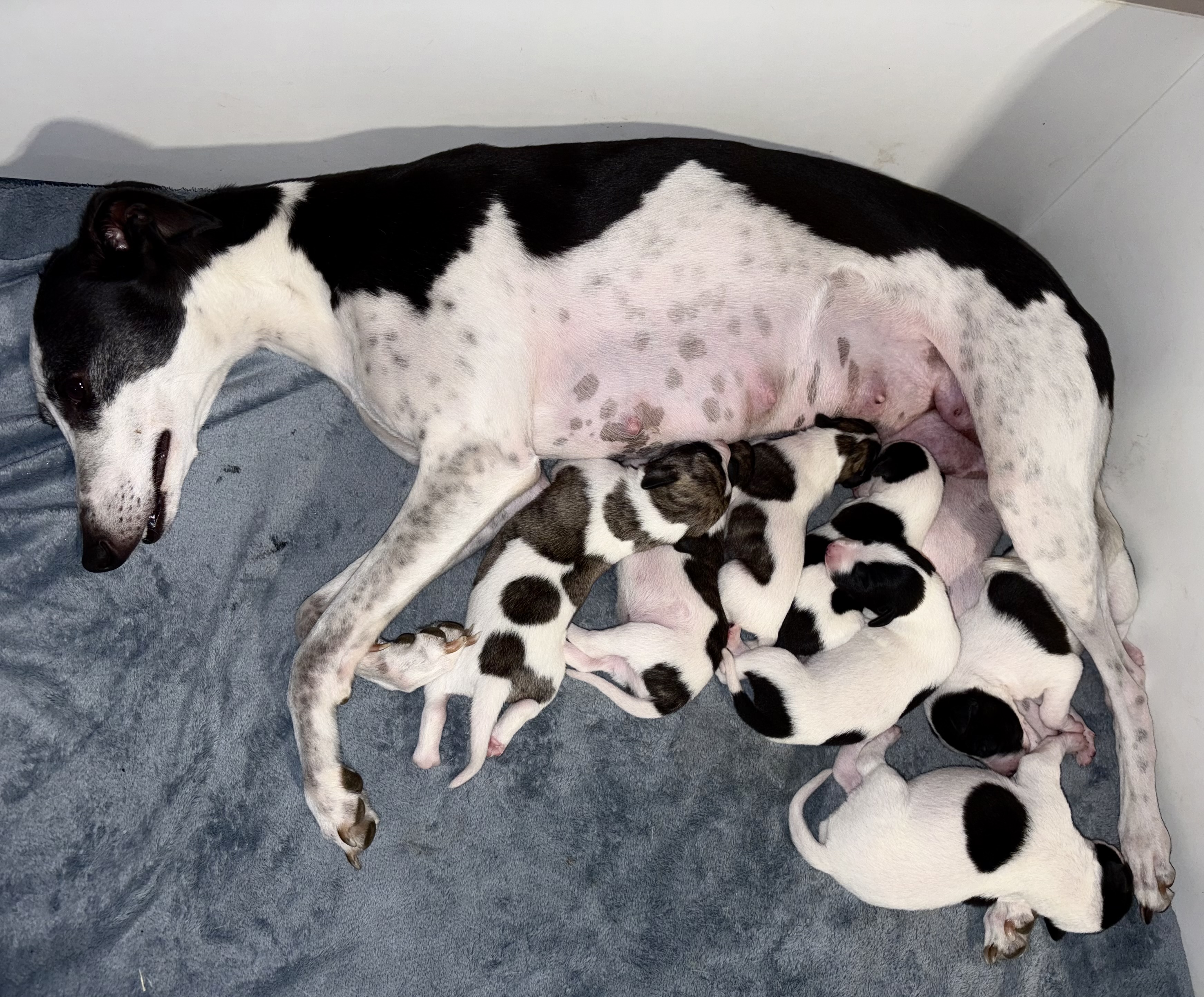 Whippet puppy for sale by 107549
