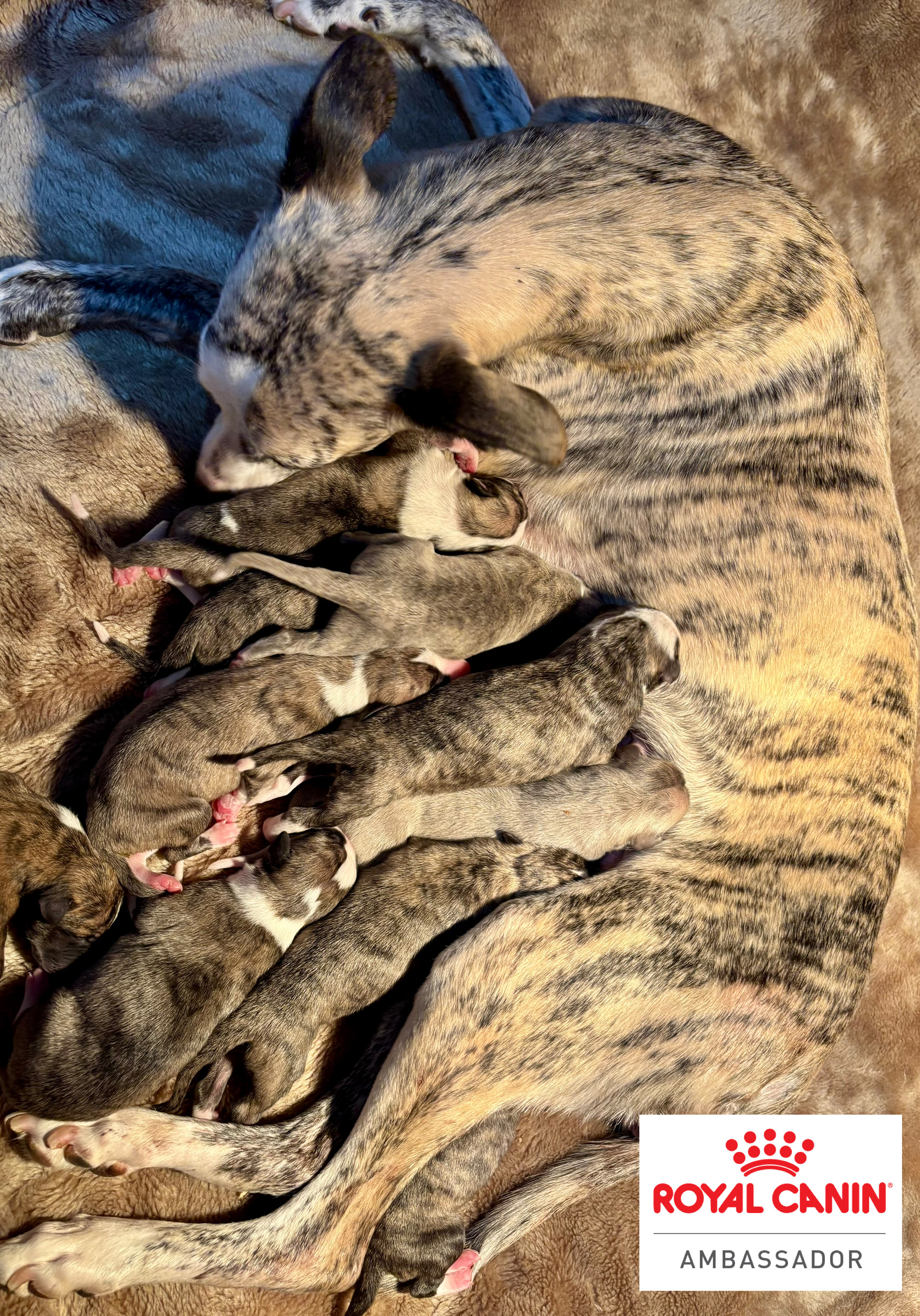 Whippet puppy for sale by ARCONWHIPPETS