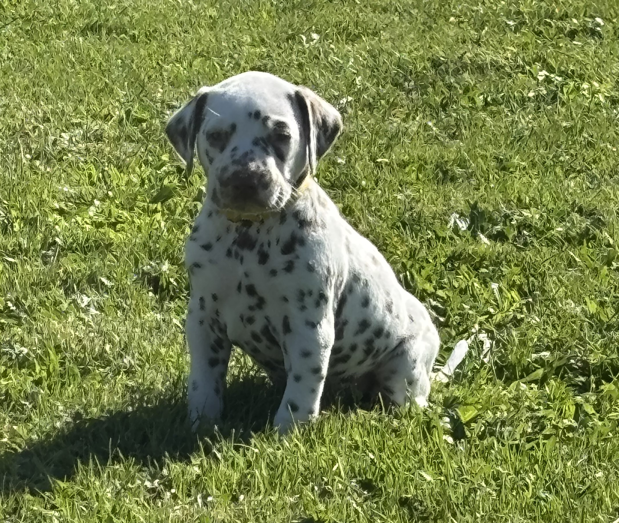 Dalmatian puppy for sale by CRISTABO