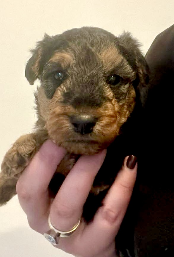 Welsh Terrier puppy for sale by KARABALWELSHTERRIERS