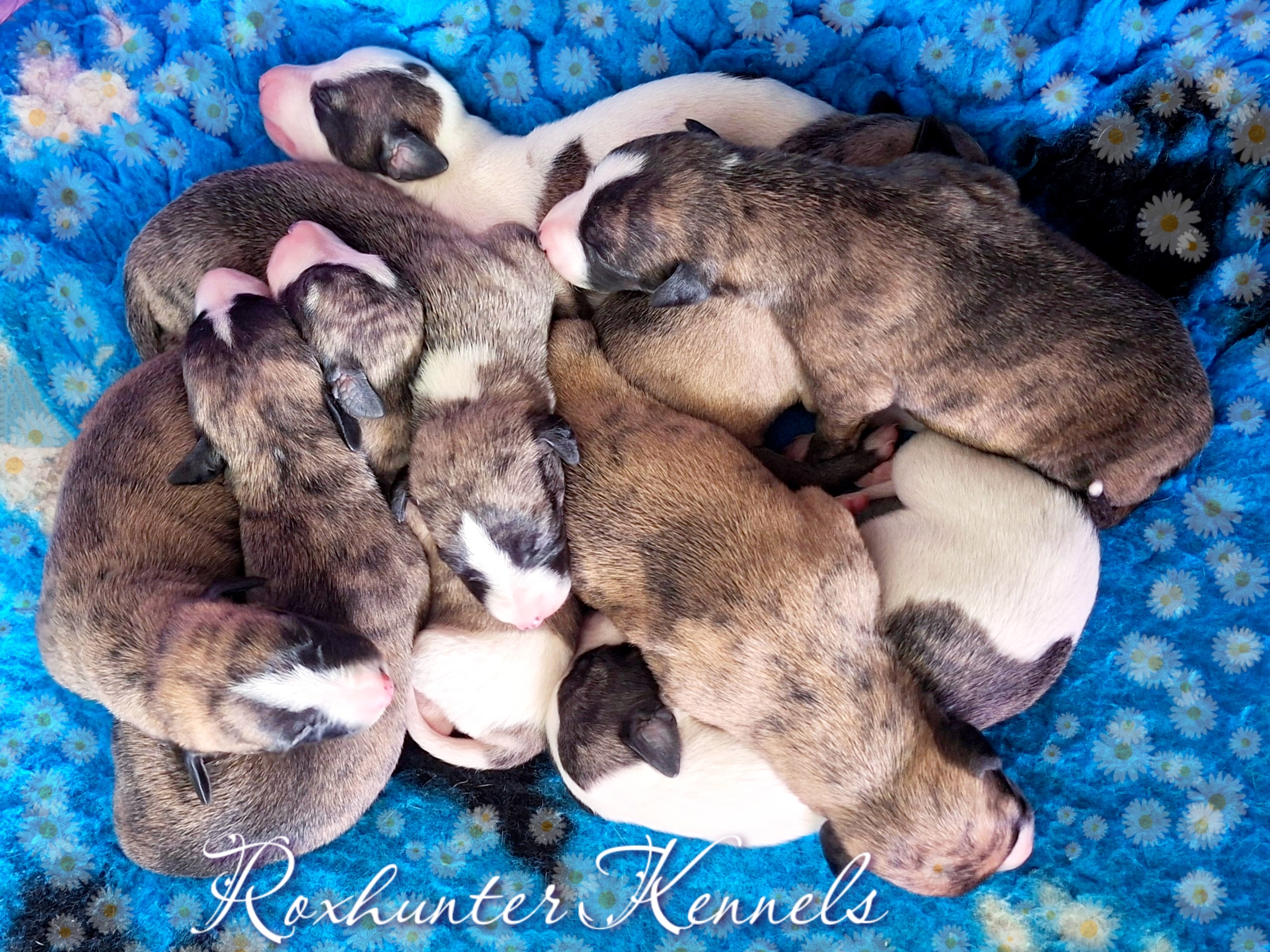 Whippet puppy for sale by ROXHUNTER
