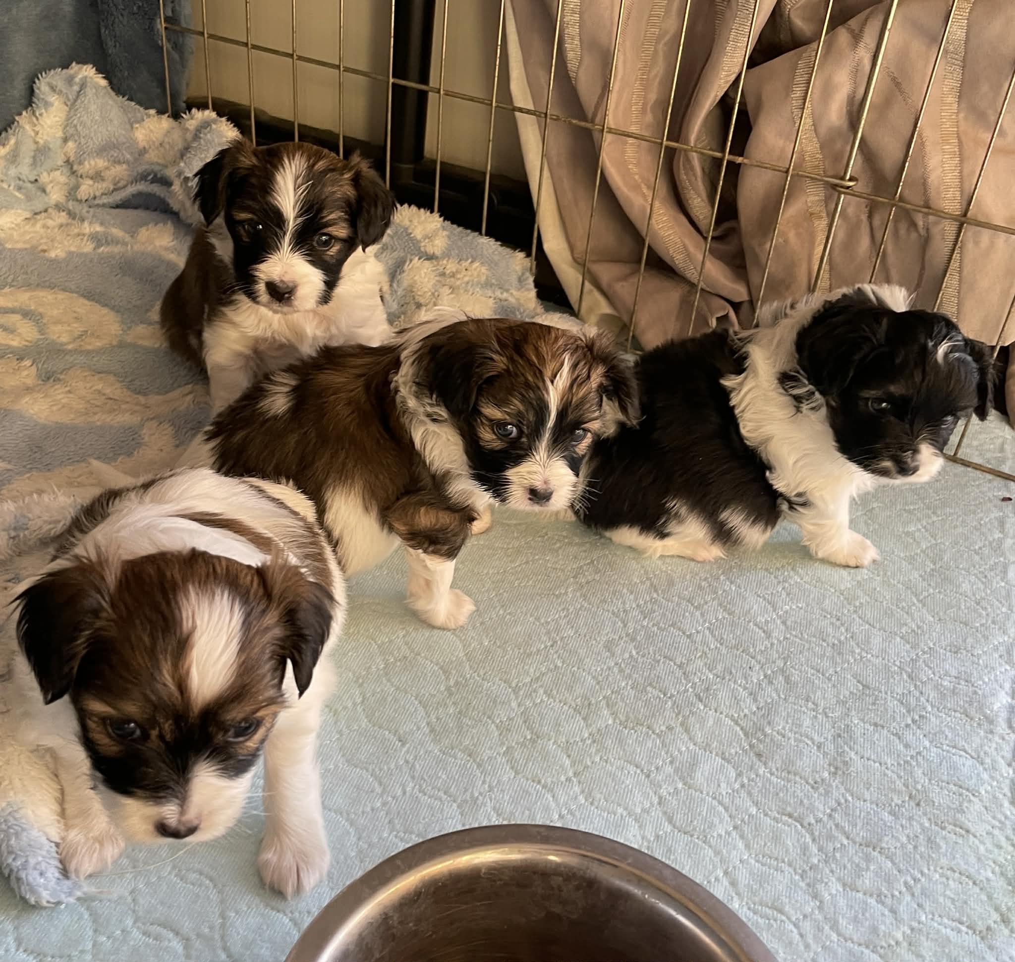Papillon puppy for sale by SAINTROSE