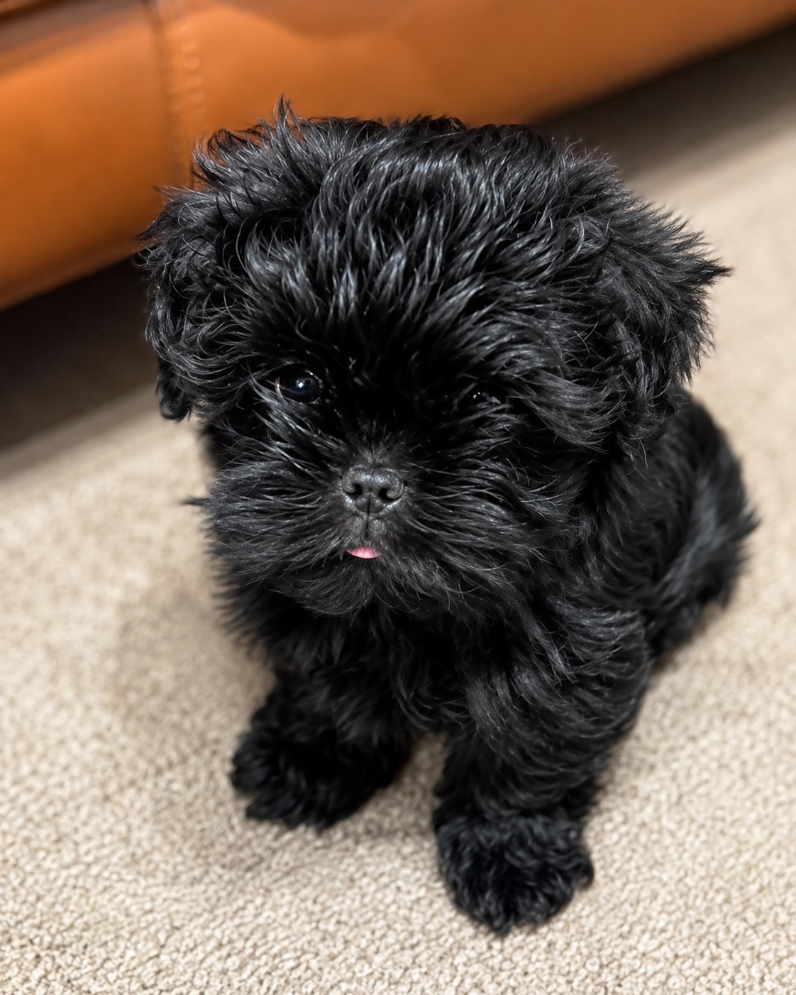 Affenpinscher puppy for sale by SHAWNC