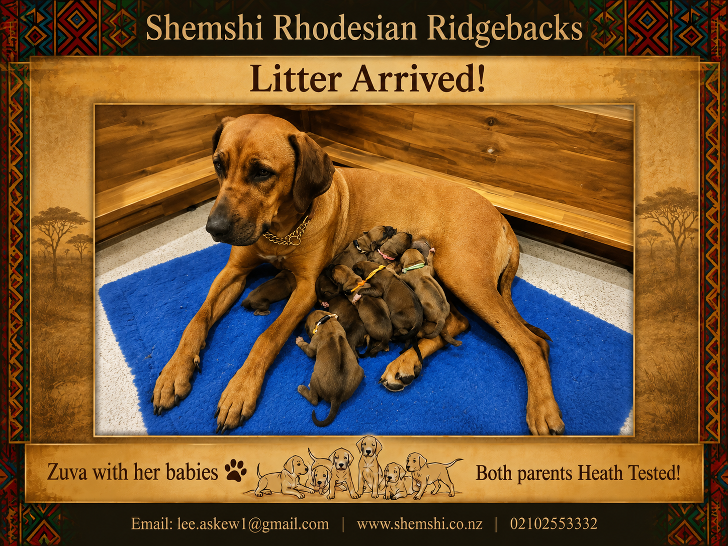 Rhodesian Ridgeback puppy for sale by SHEMSHI