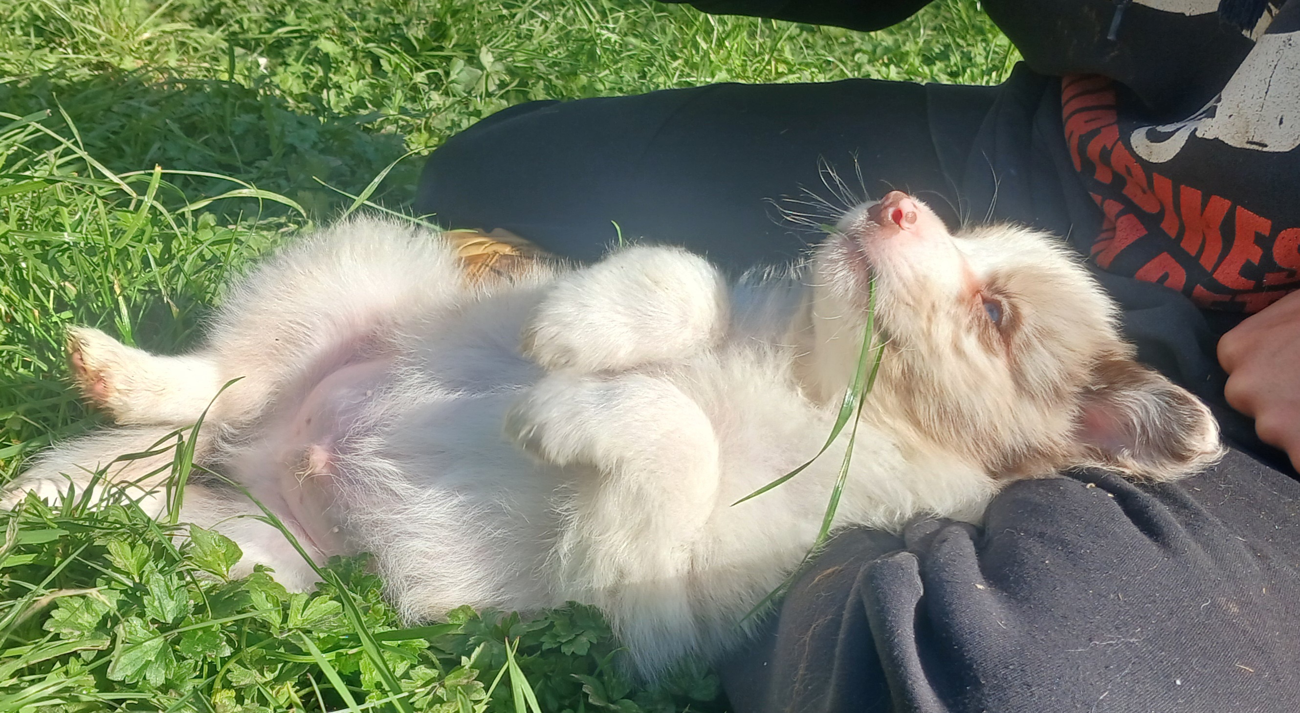 Border Collie puppy for sale by STONEHAVEN
