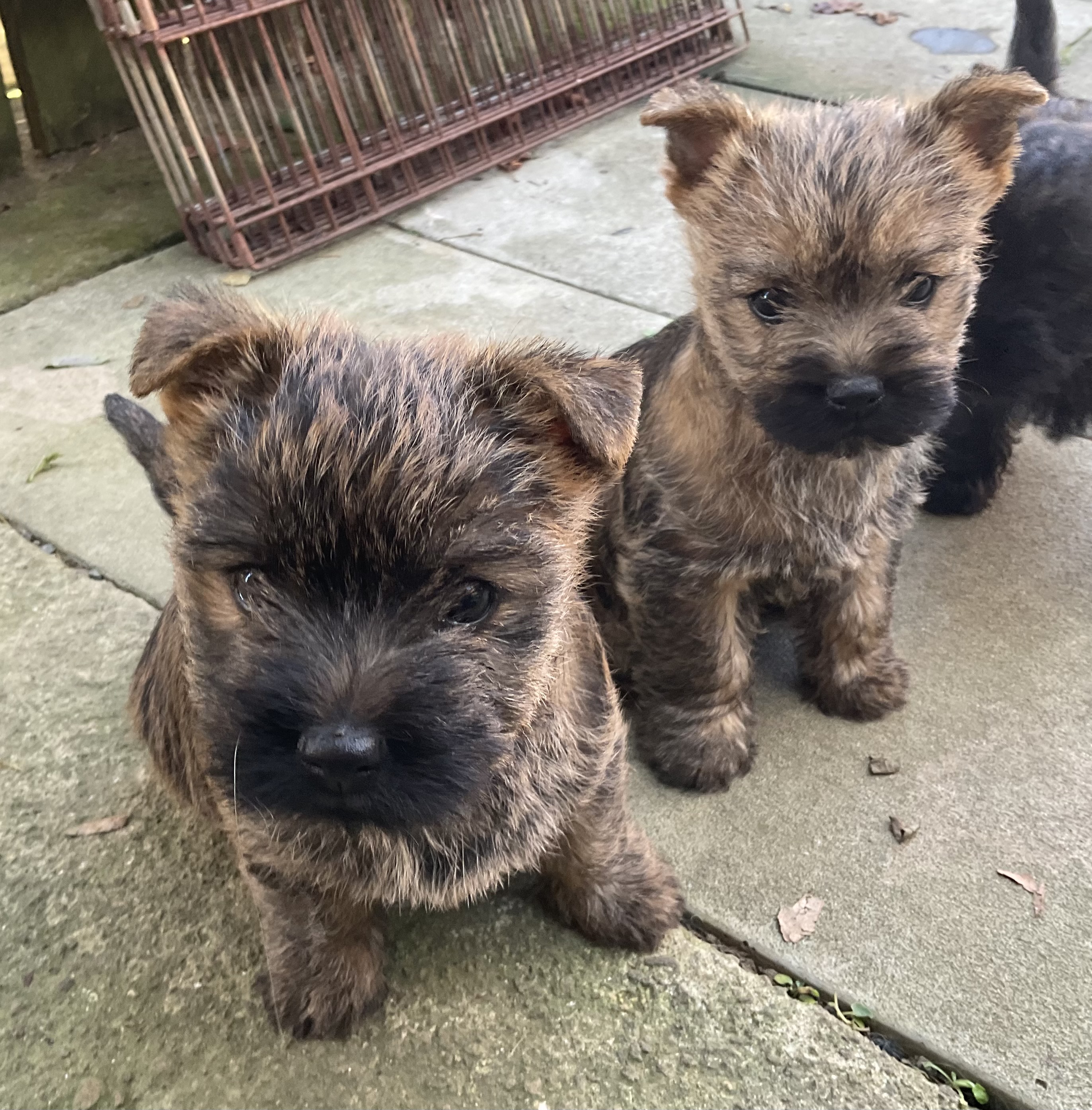 Cairn Terrier puppy for sale by TERRERLIN