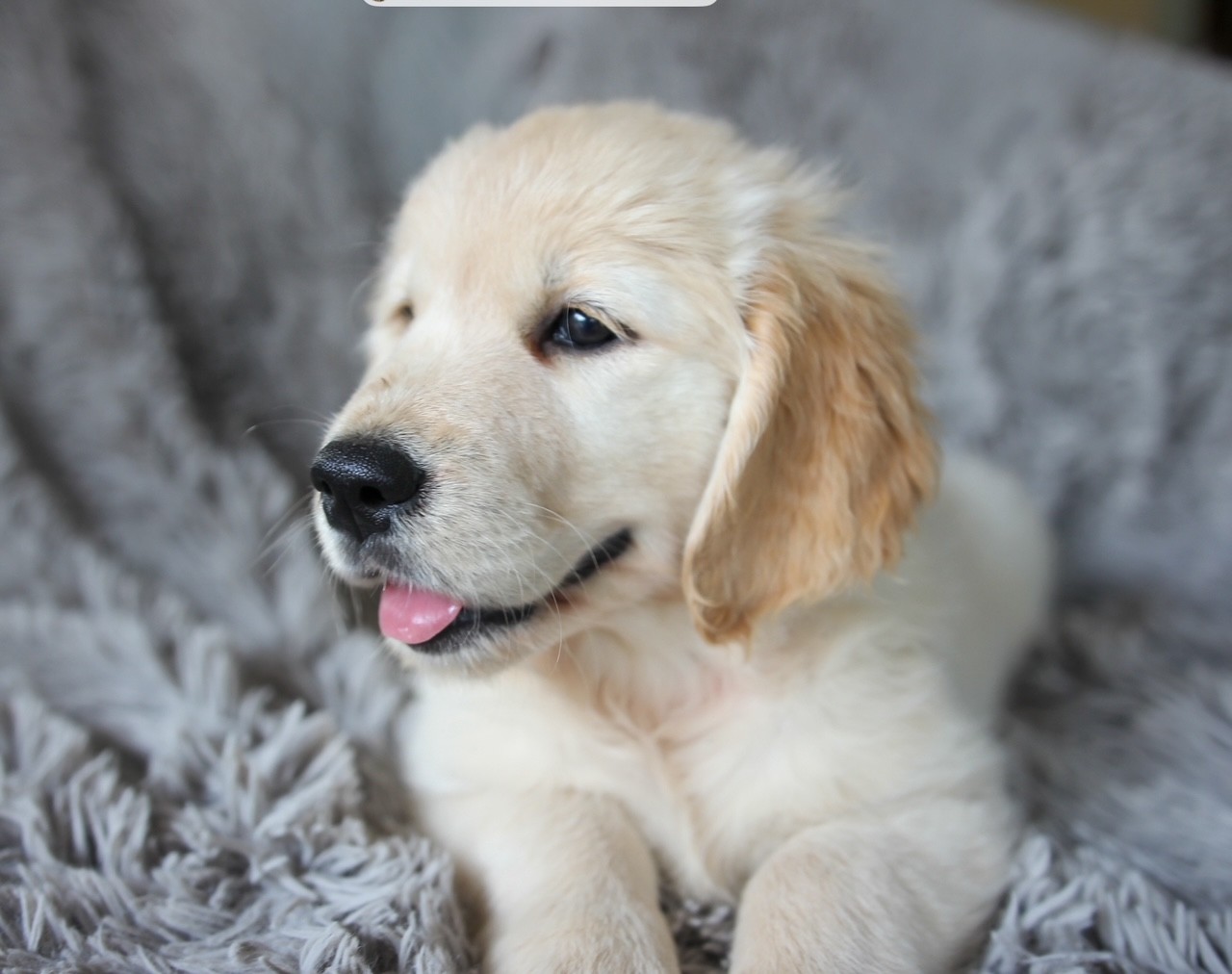 Golden Retriever puppy for sale by WILDSOUL