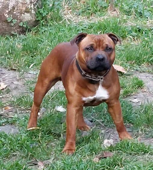 Staffordshire Bull Terrier puppy for sale by 104896