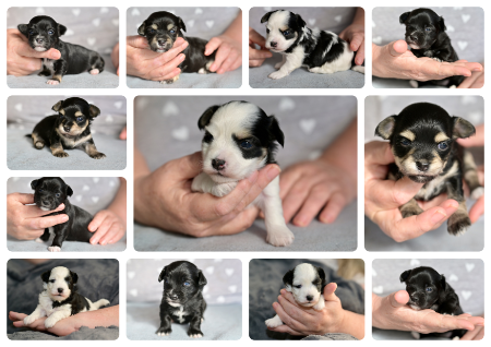Havanese puppy for sale by AAREBERN