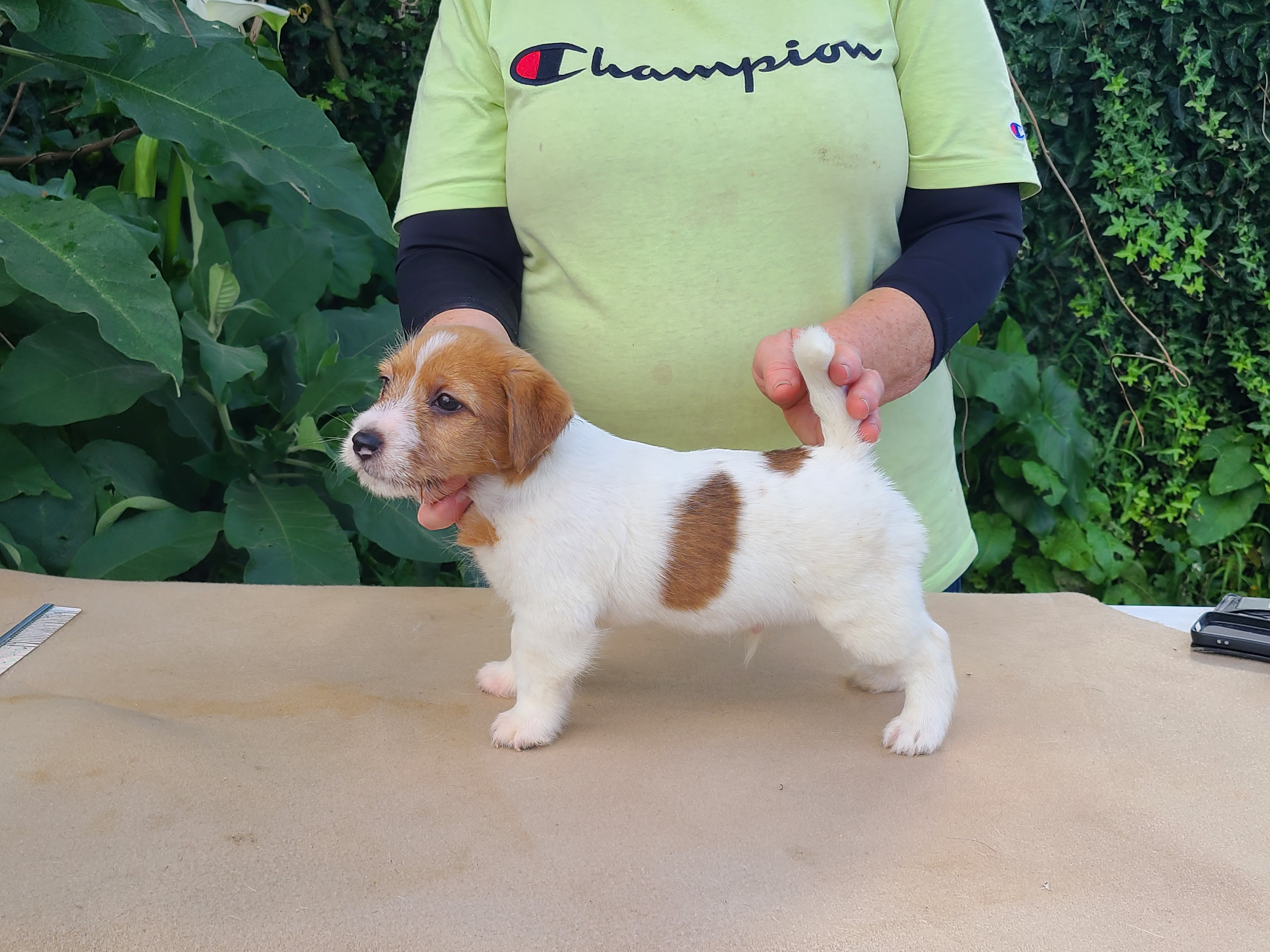 Jack Russell Terrier puppy for sale by AIDAN