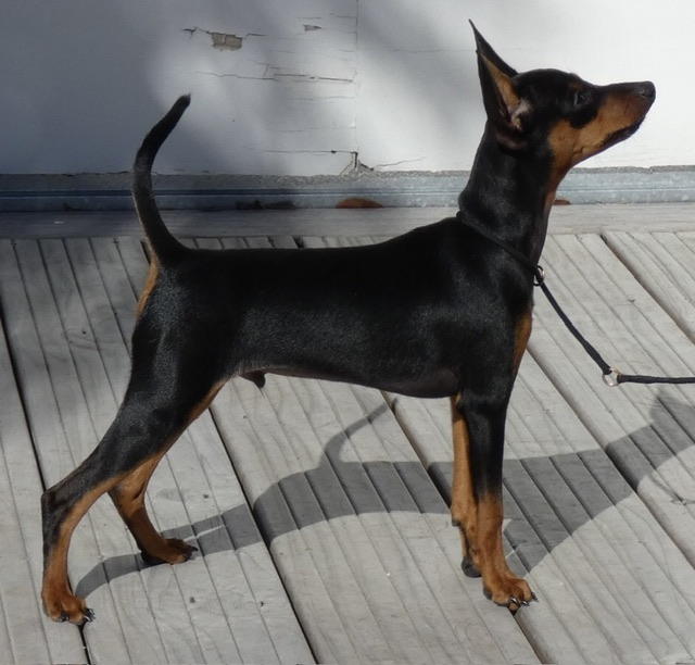 Miniature Pinscher puppy for sale by AIMEE