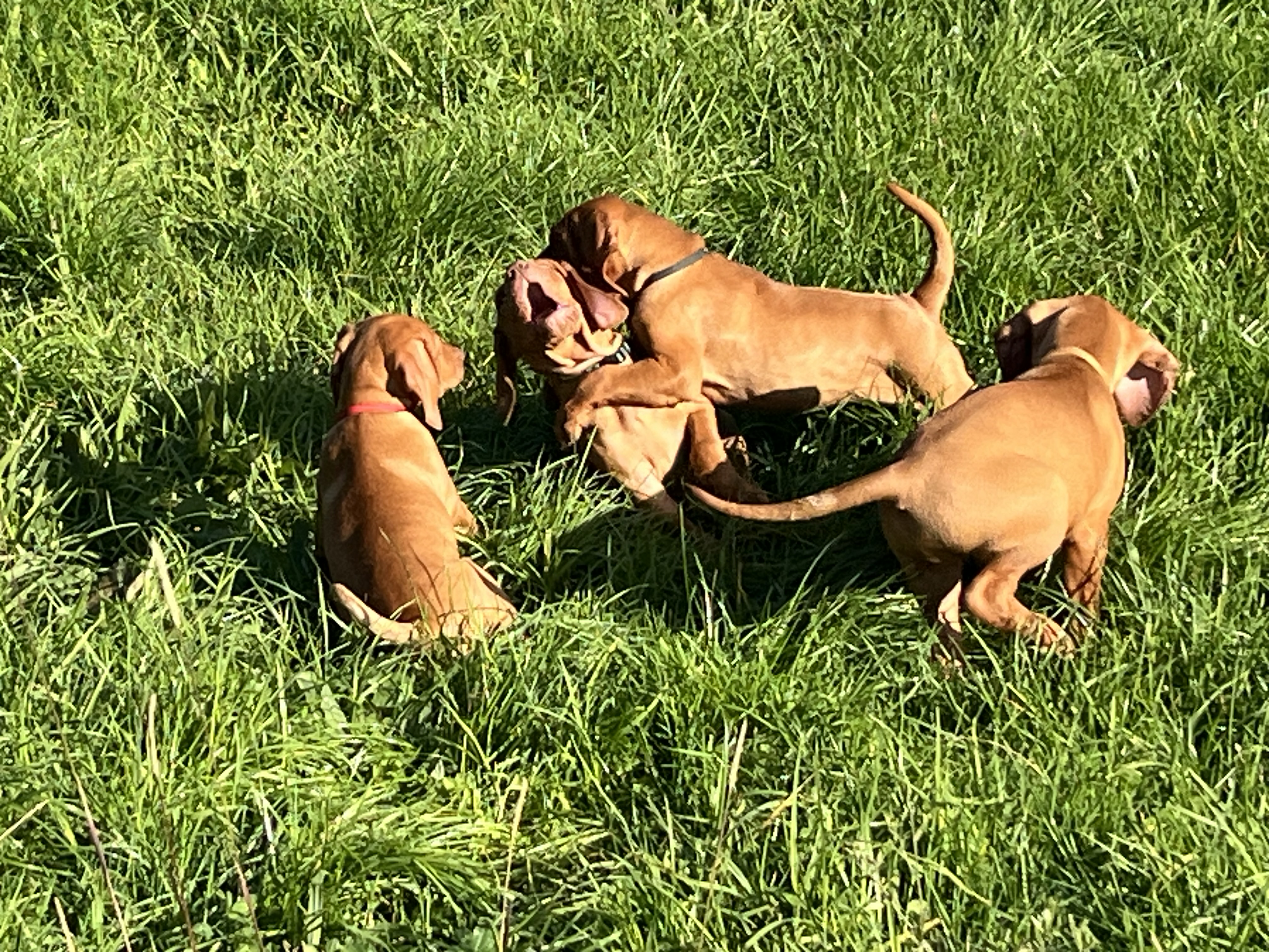 Hungarian Vizsla puppy for sale by BARAT