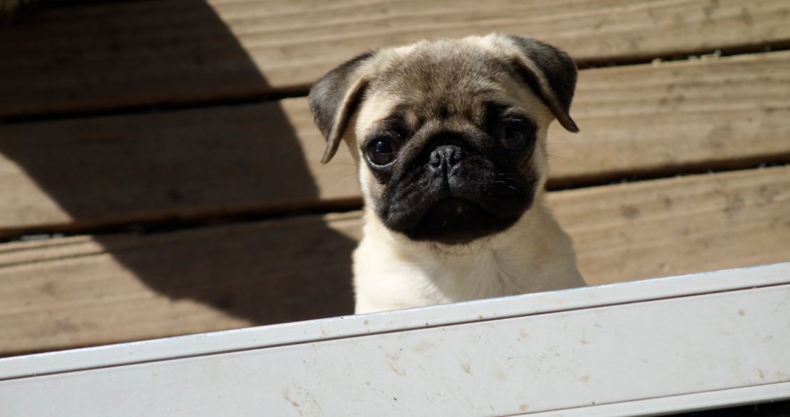 Pug puppy for sale by CHOPSTICKS