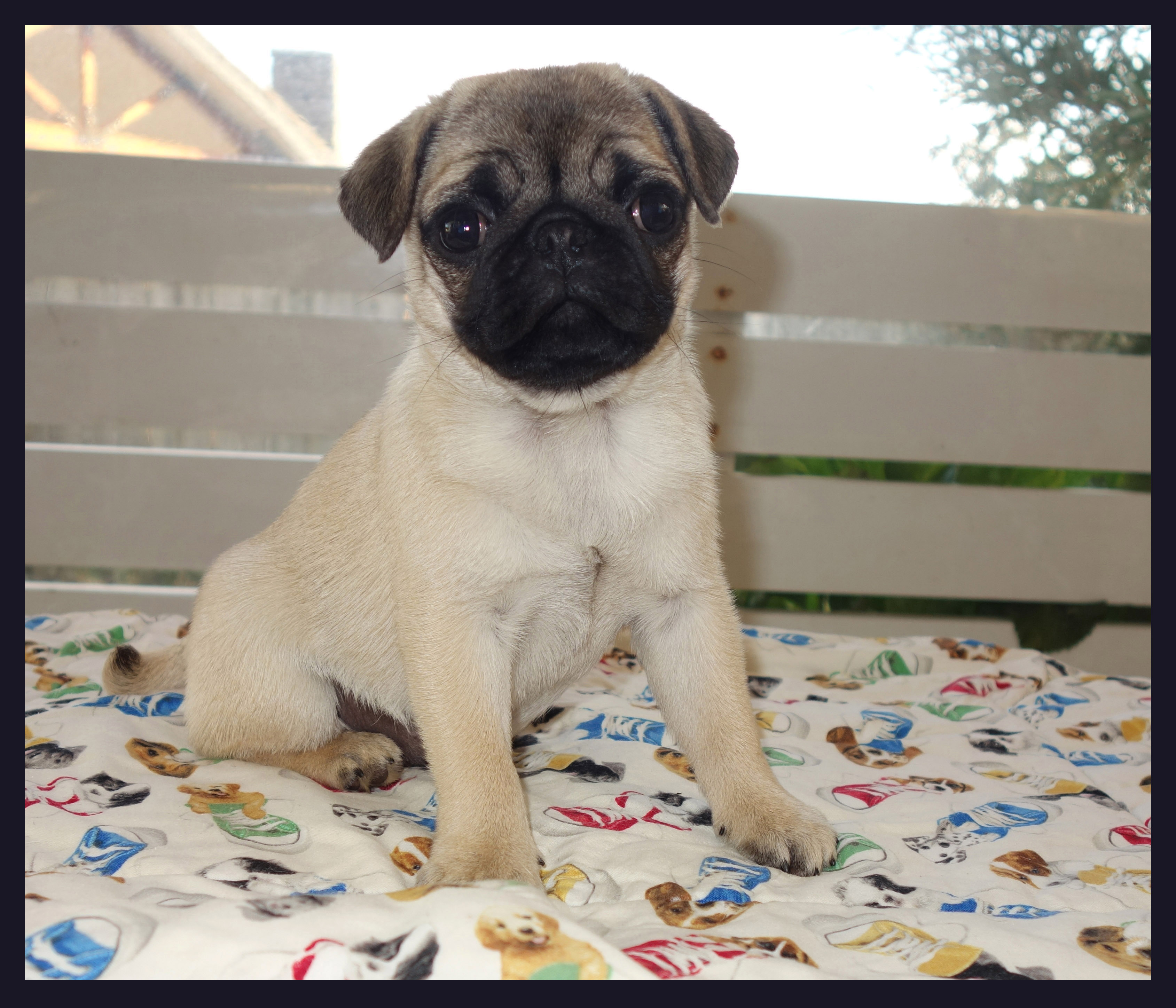 Pug puppy for sale by CHOPSTICKS