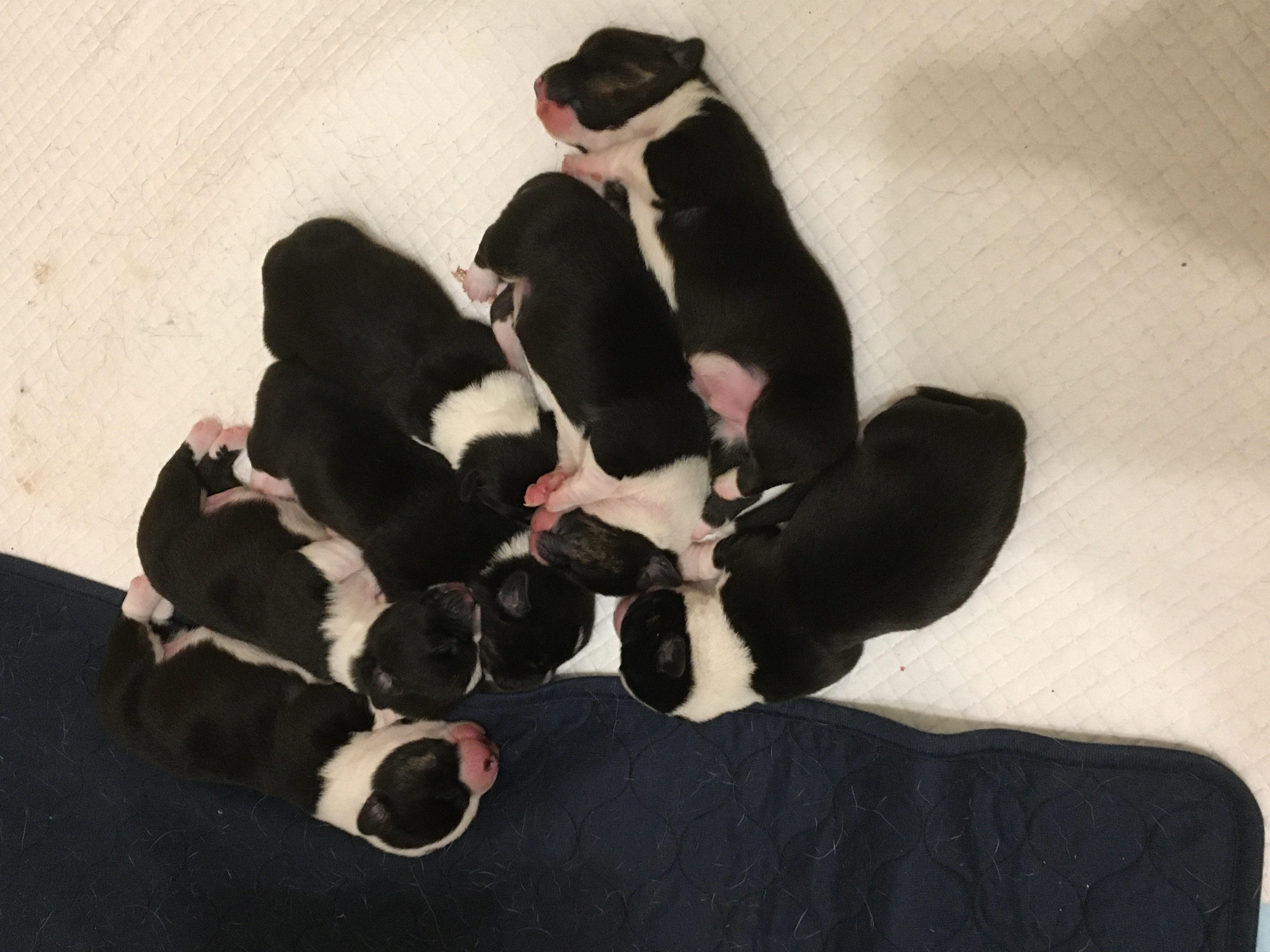 Welsh Corgi (Cardigan) puppy for sale by DONNBRAE
