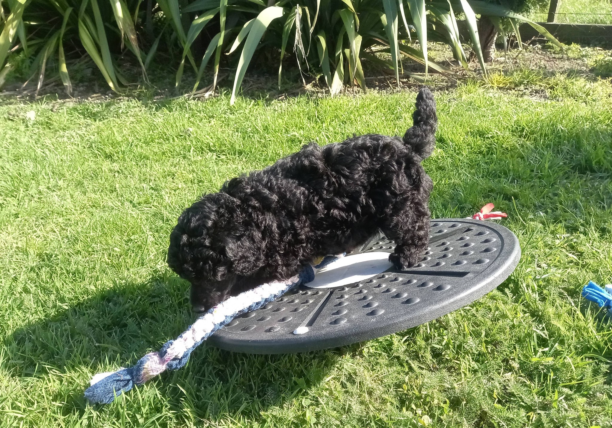 Poodle (Miniature) puppy for sale by INCHCOLM