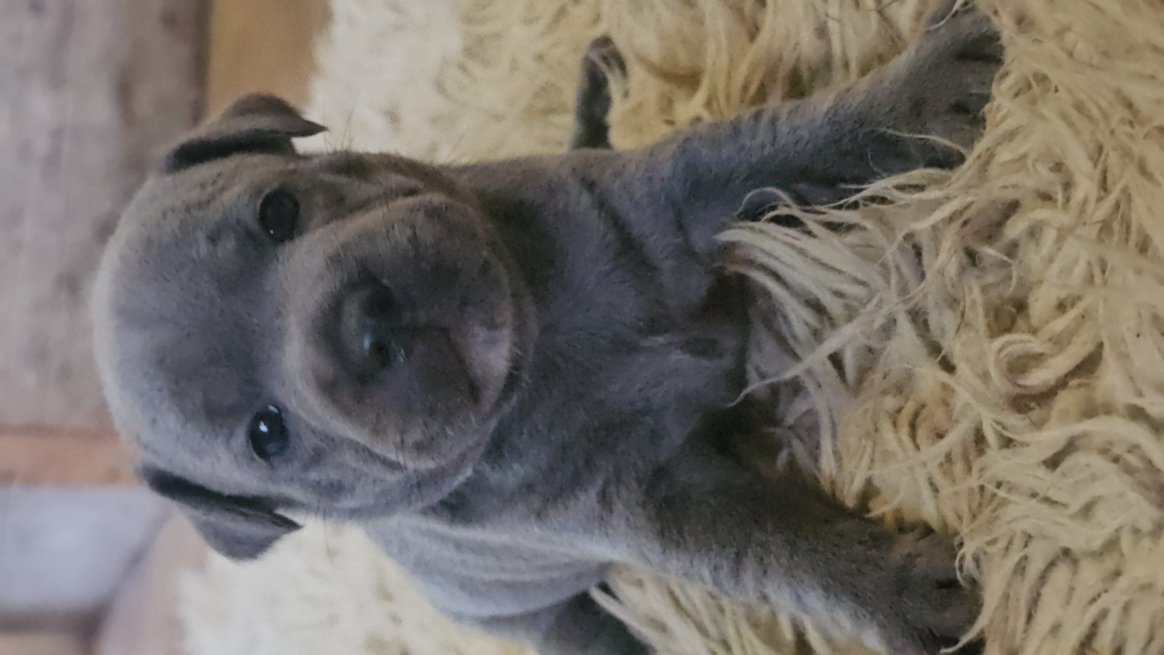 Staffordshire Bull Terrier puppy for sale by PUREBLUENZKENNELS