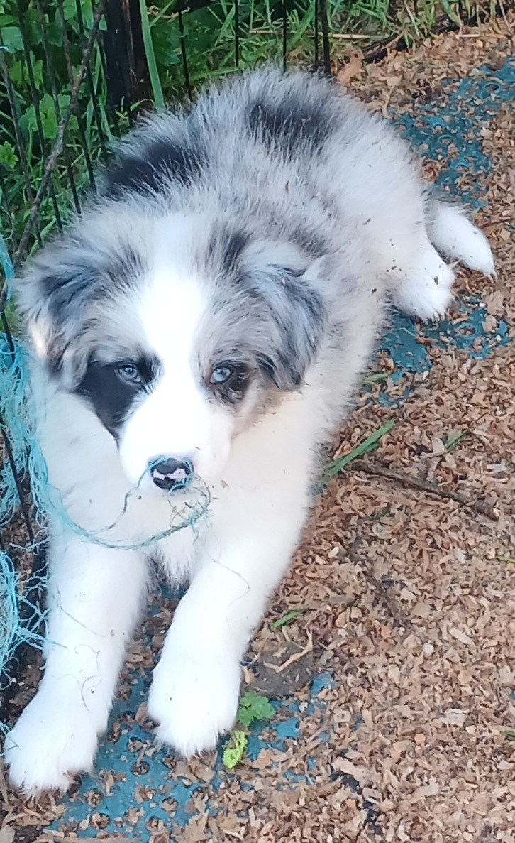 Border Collie puppy for sale by STONEHAVEN