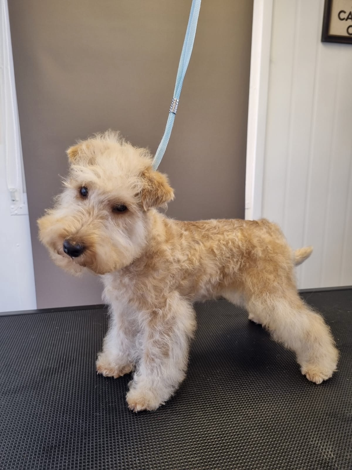 Lakeland Terrier puppy for sale by SUNFOXKENNEL