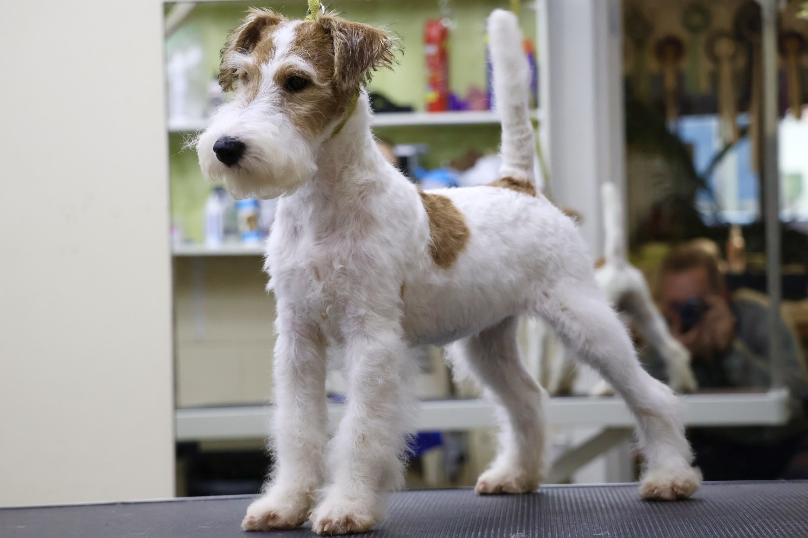 Fox Terrier (Wire) puppy for sale by SUNFOXKENNEL