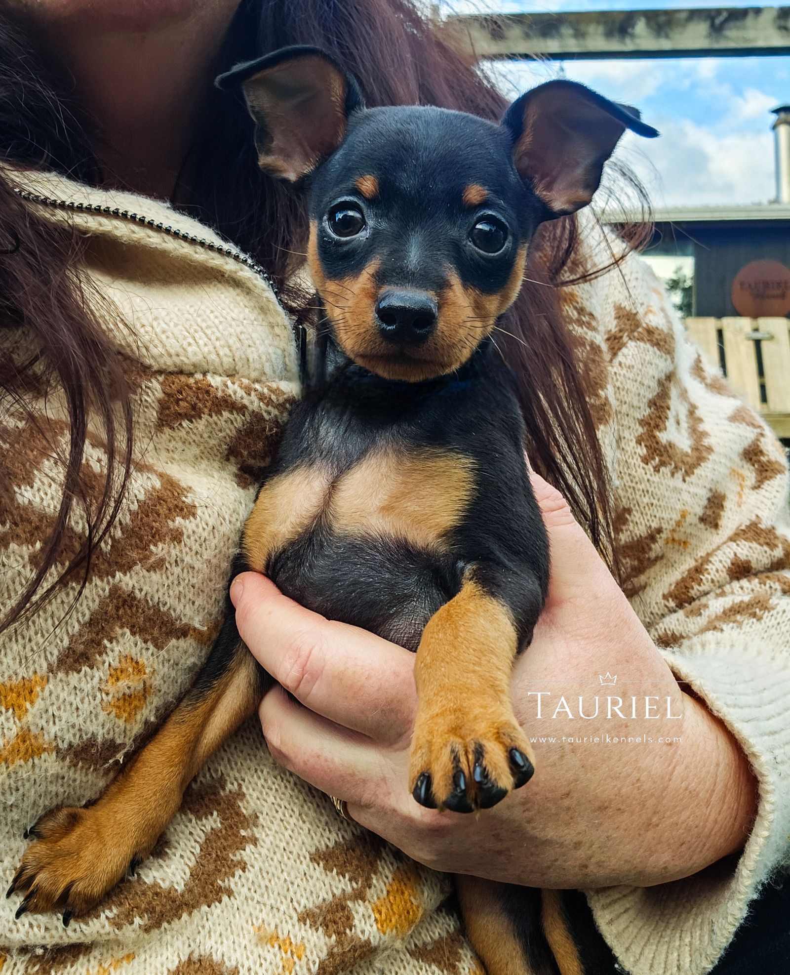 Miniature Pinscher puppy for sale by TAURIELKENNELS