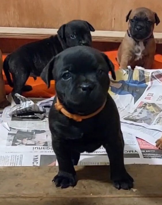 Staffordshire Bull Terrier puppy for sale by 104896