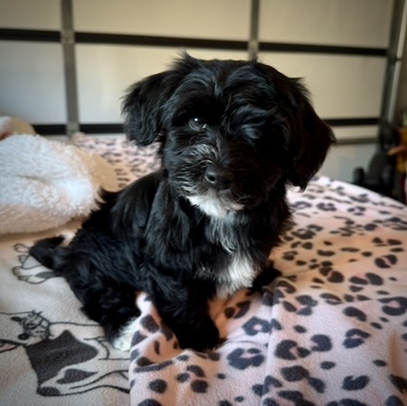 Havanese puppy for sale by AAREBERN