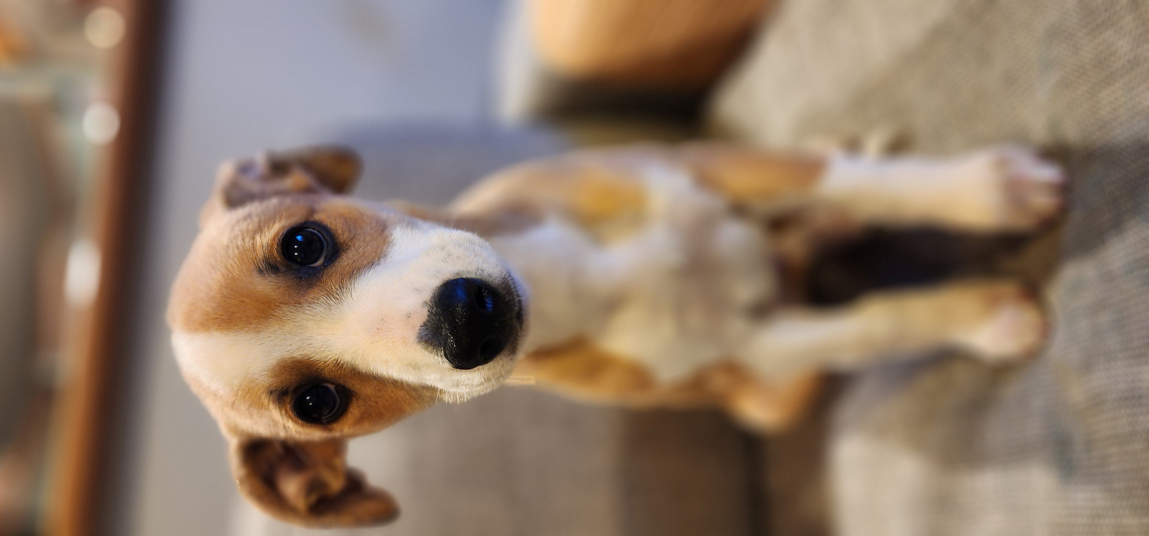 Whippet puppy for sale by DANUBIA