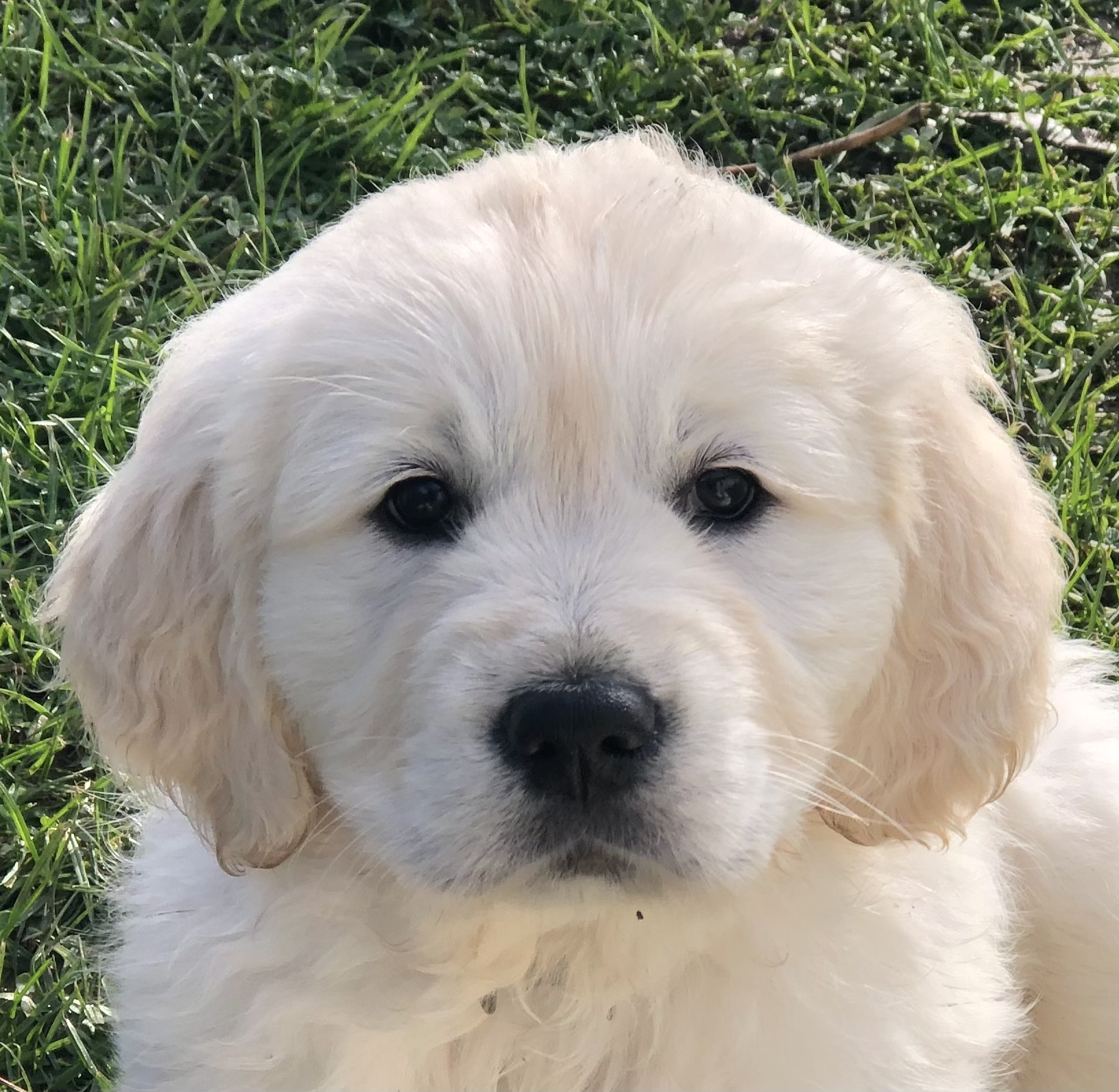 Golden Retriever puppy for sale by GOFETCH