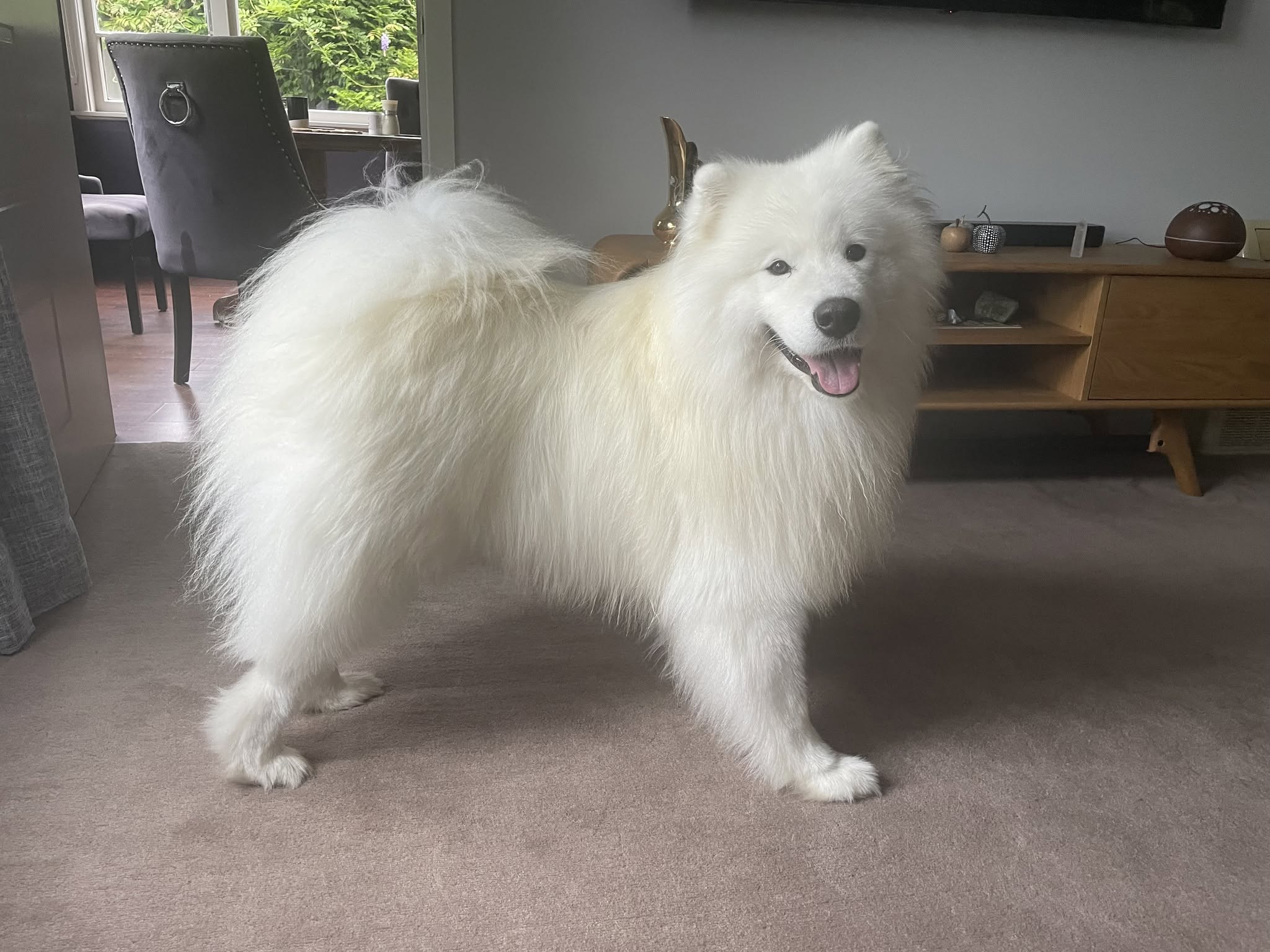Samoyed puppy for sale by NOKOSI