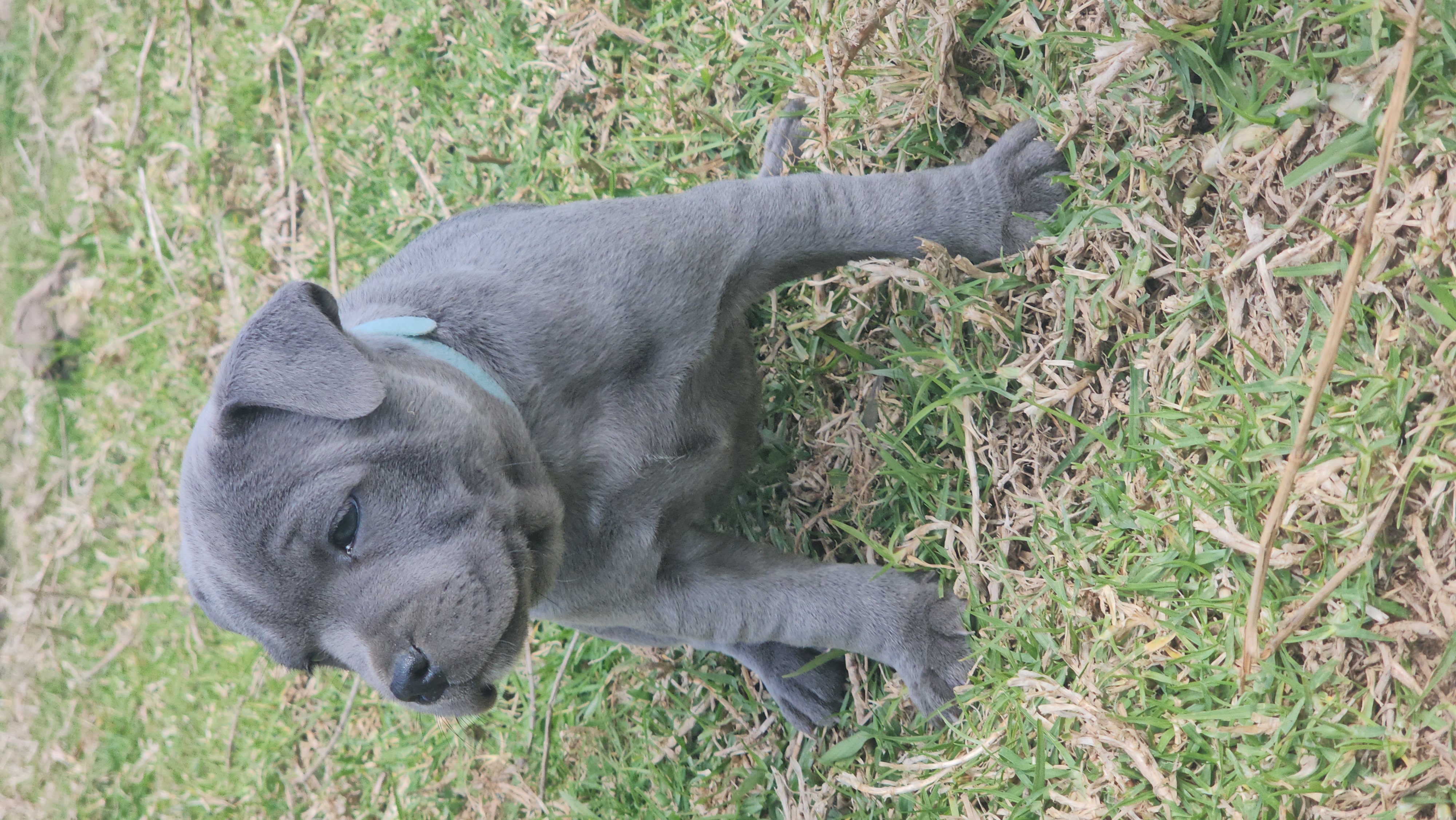 Staffordshire Bull Terrier puppy for sale by PUREBLUENZKENNELS