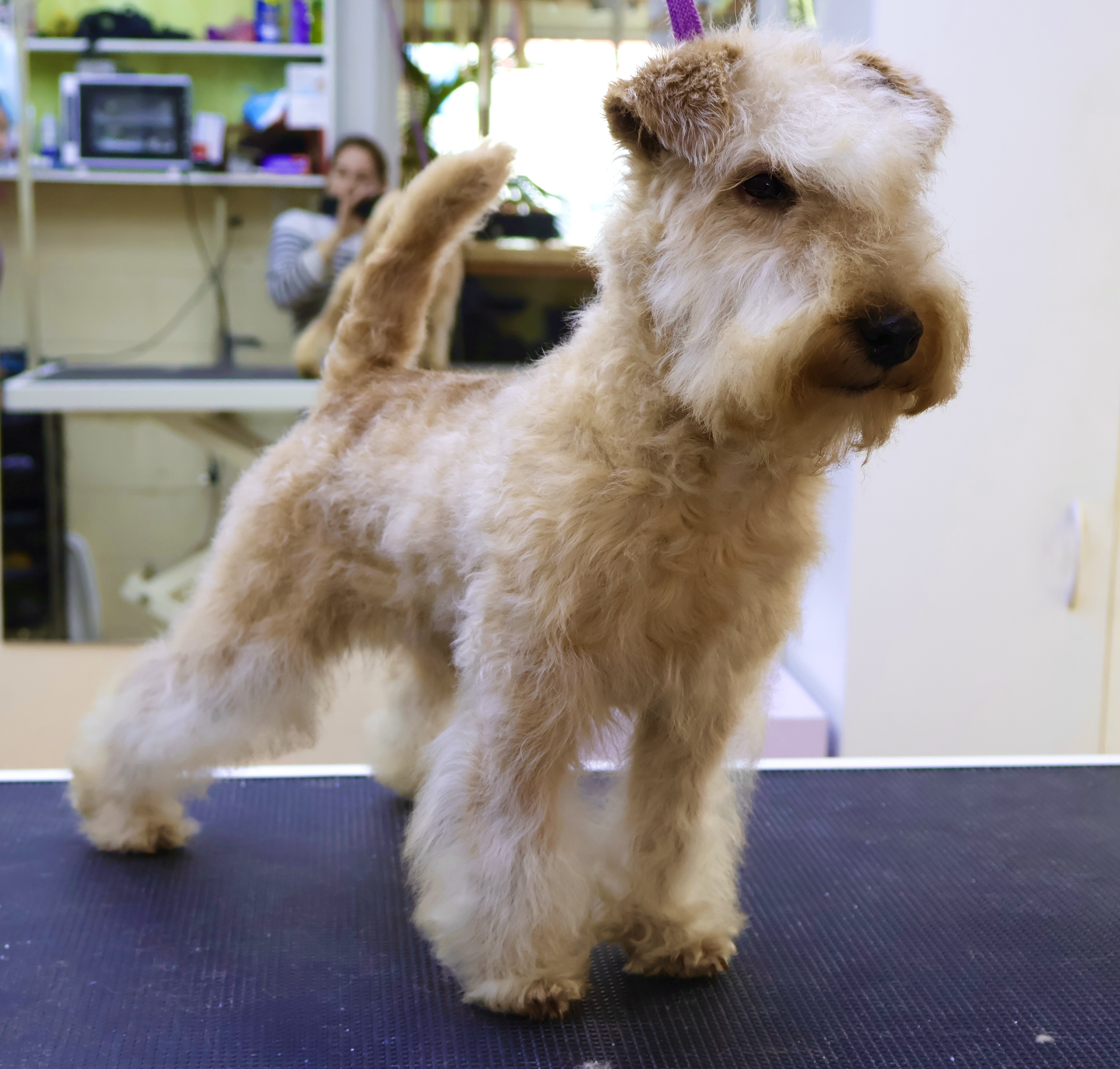 Lakeland Terrier puppy for sale by SUNFOXKENNEL