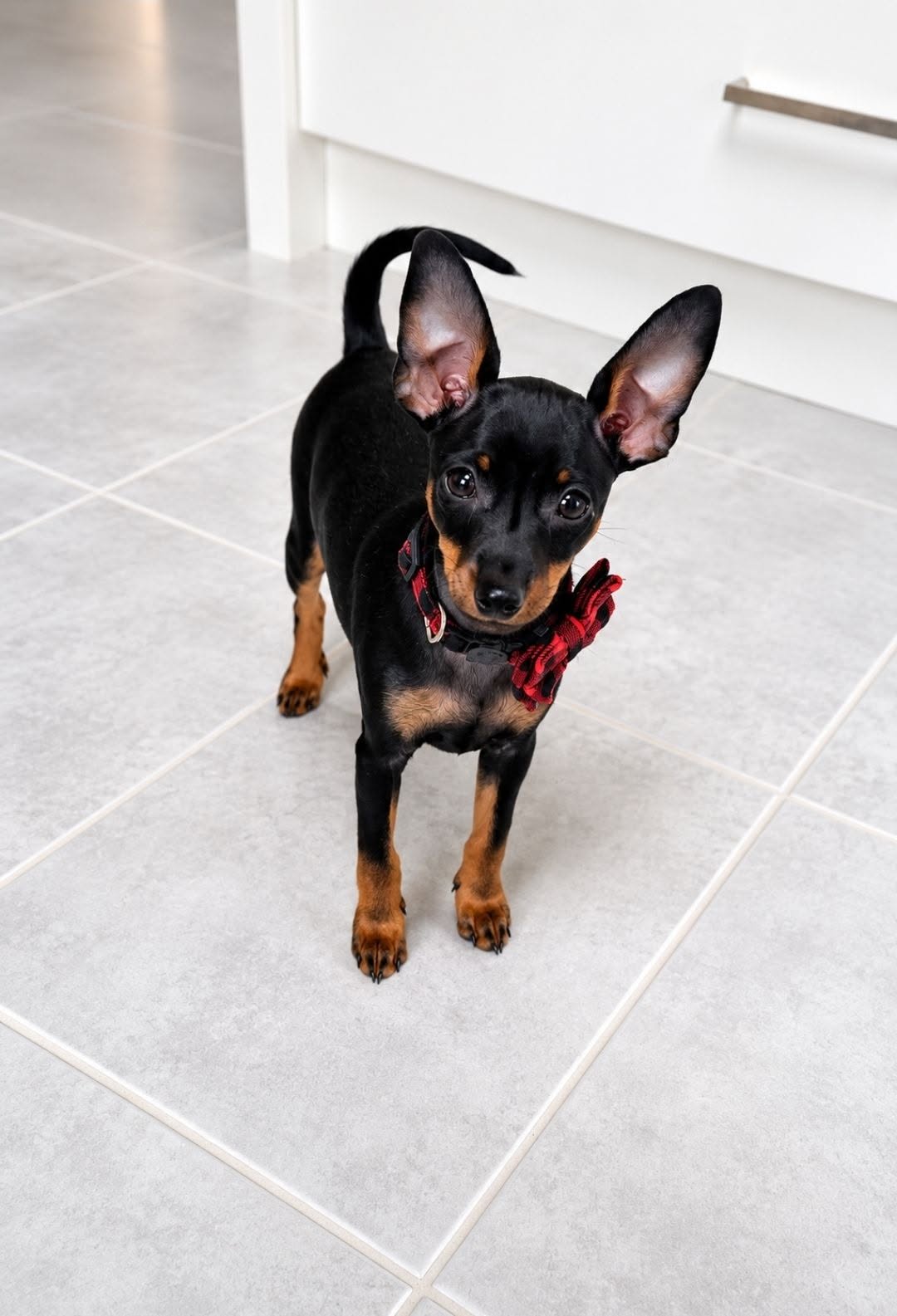 Miniature Pinscher puppy for sale by TAURIELKENNELS